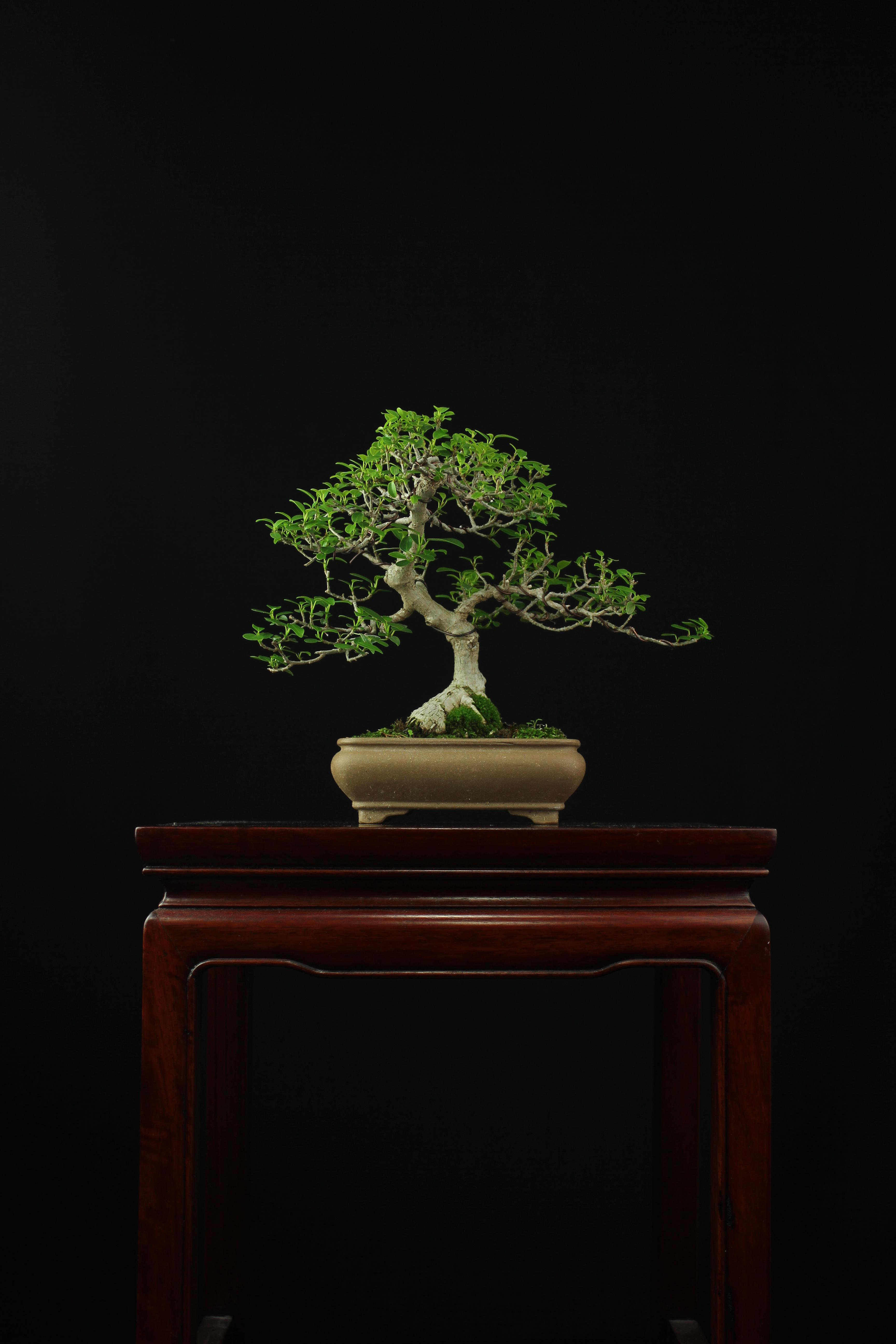 8" Ficus (Winter storage in a grow tent gave this tree a huge boost