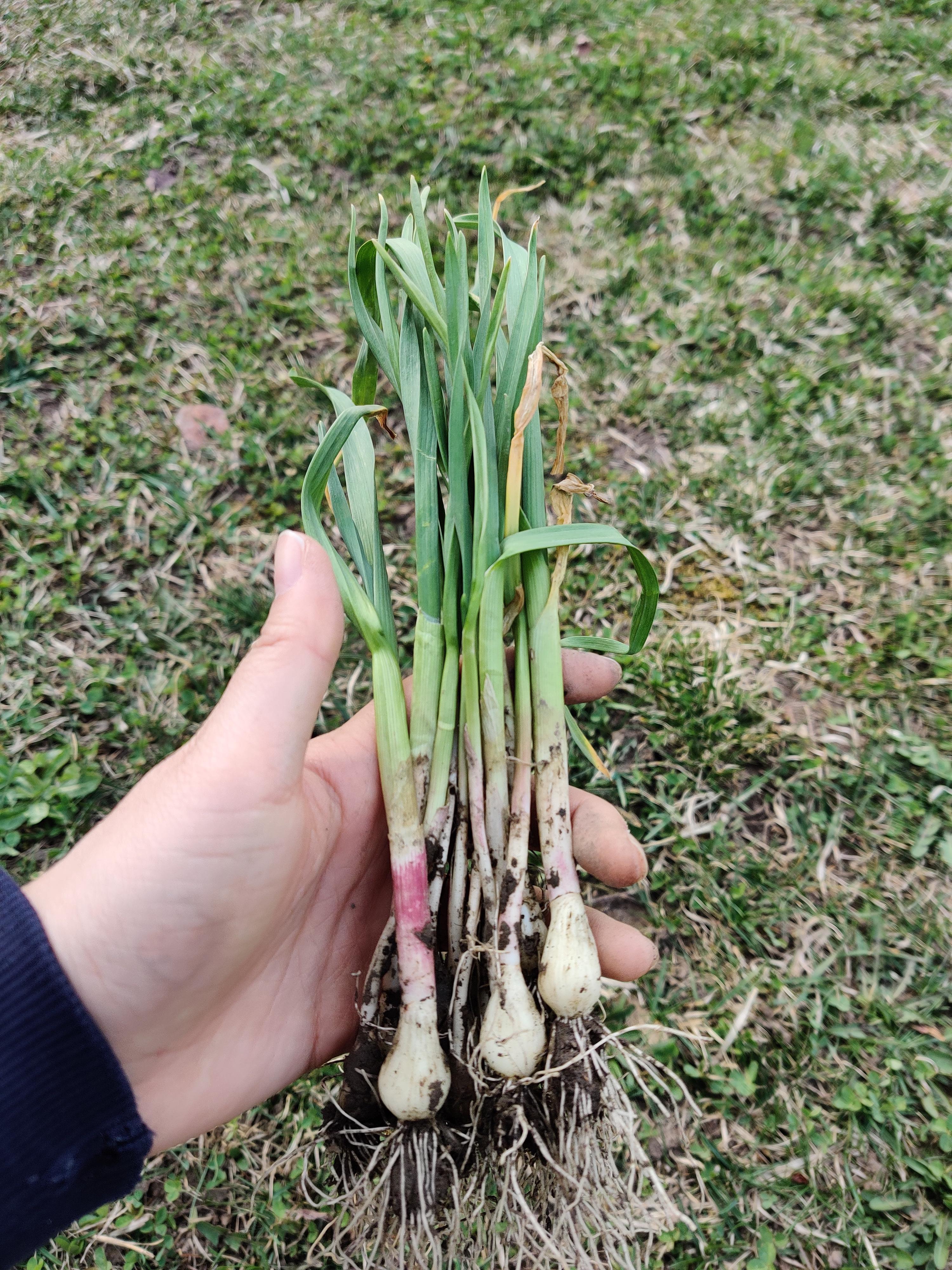 One of my favorite things to forage in the spring is wild garlic, a