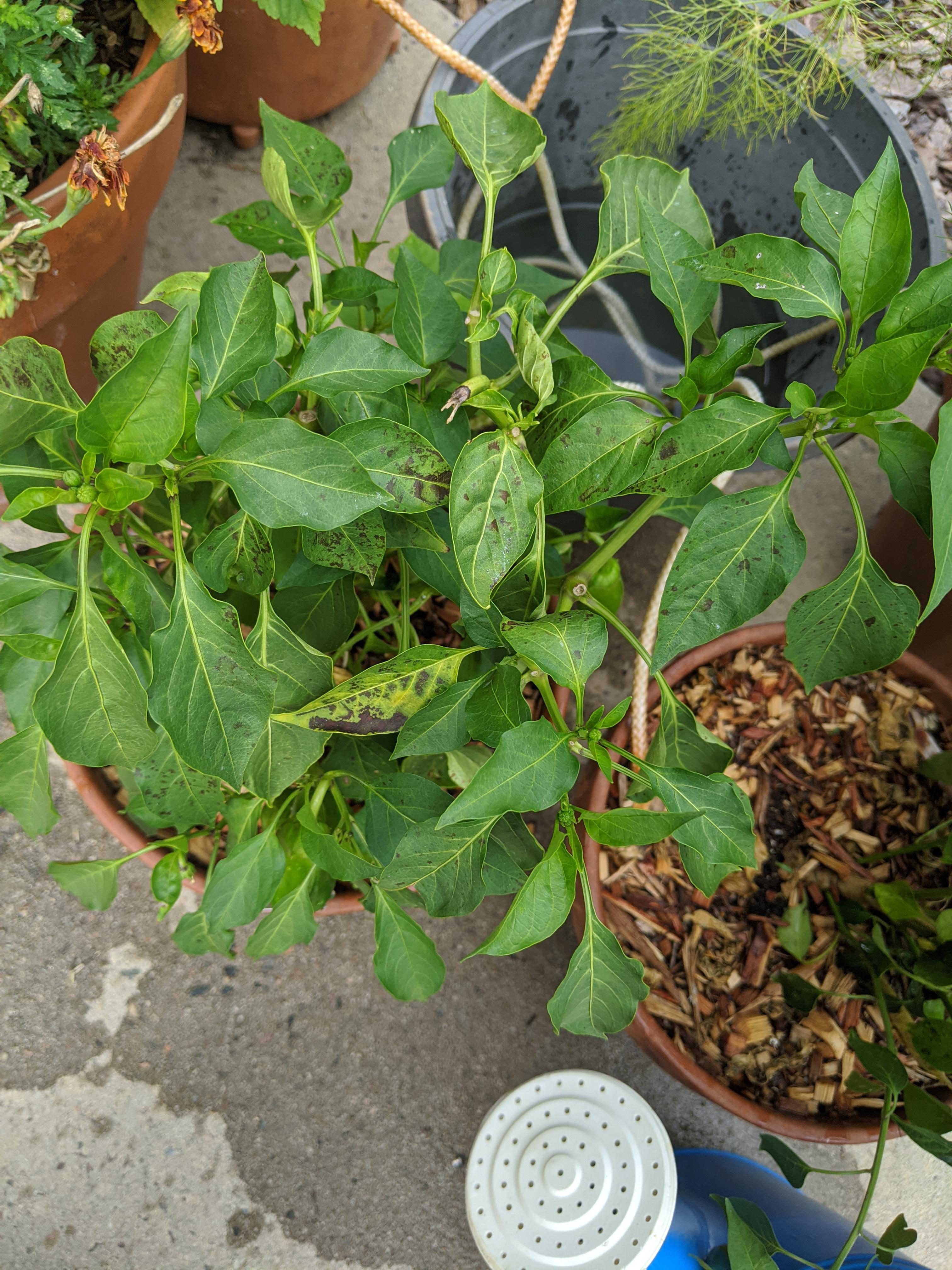 Brown spots on a pepper plant. r/plantclinic