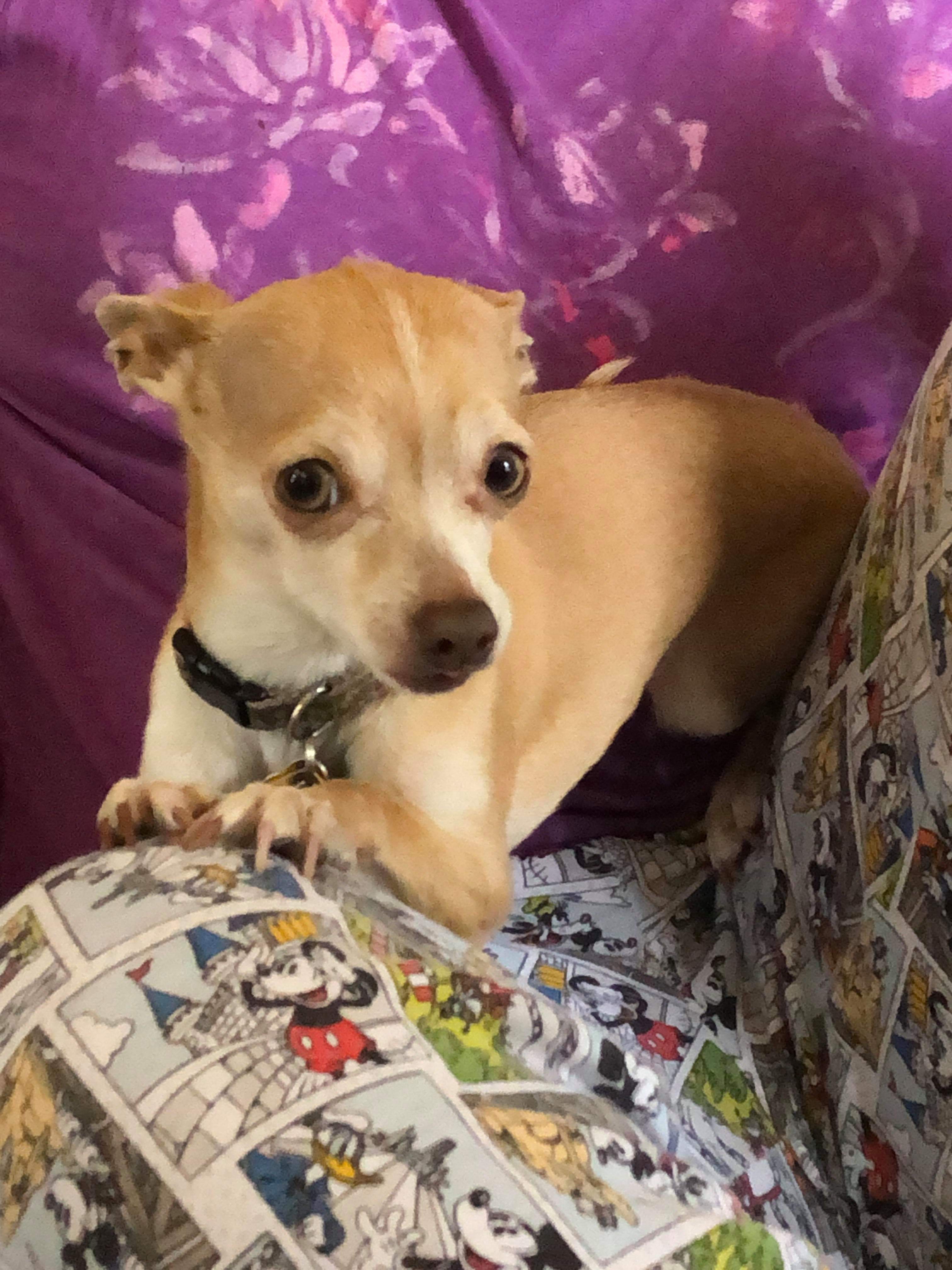 60 best r/smalldogbigbed images on Pholder The mods are asleep,upvote