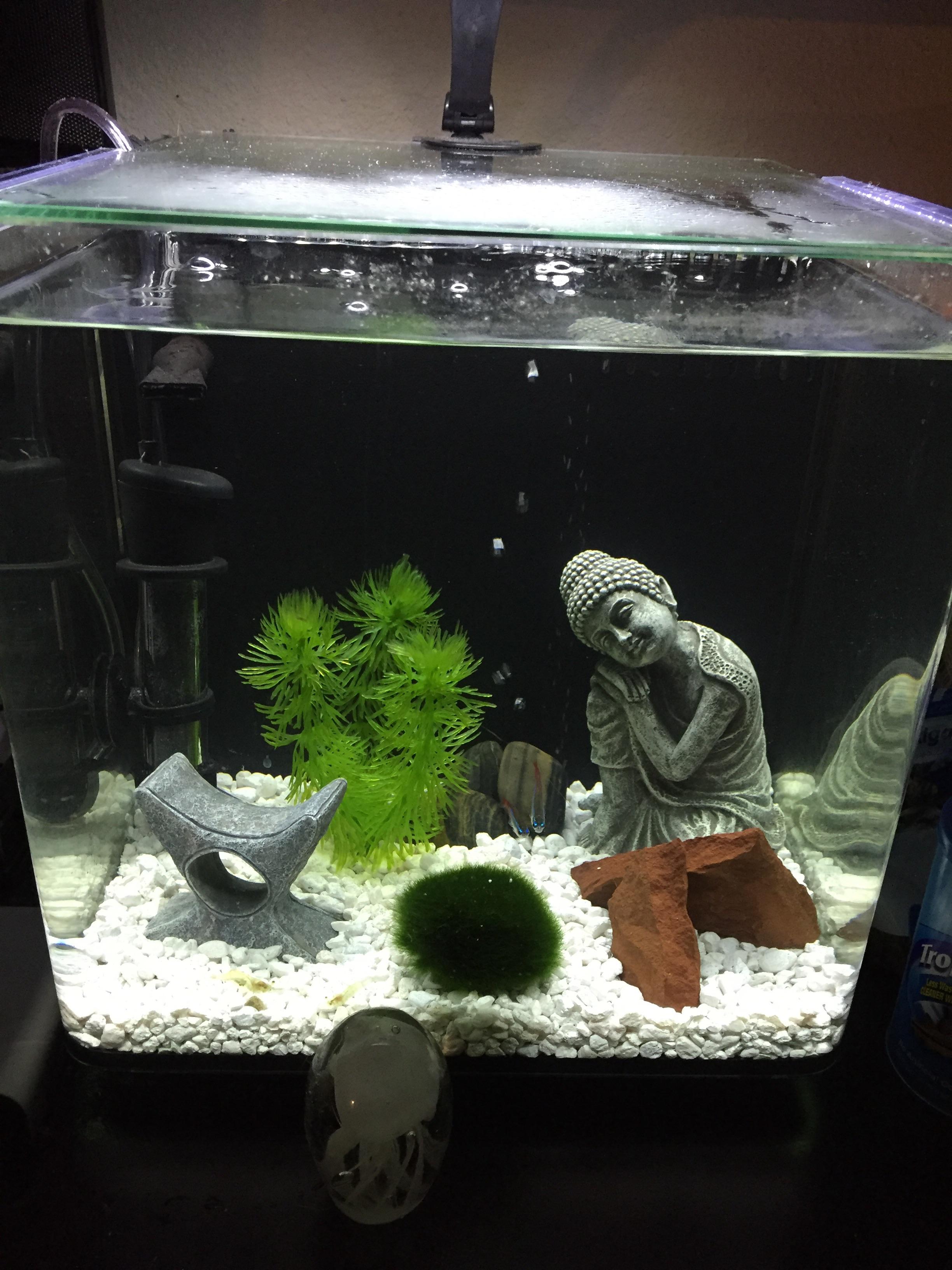 My rescaped tank, was going for a zen feel and I think I achieved it