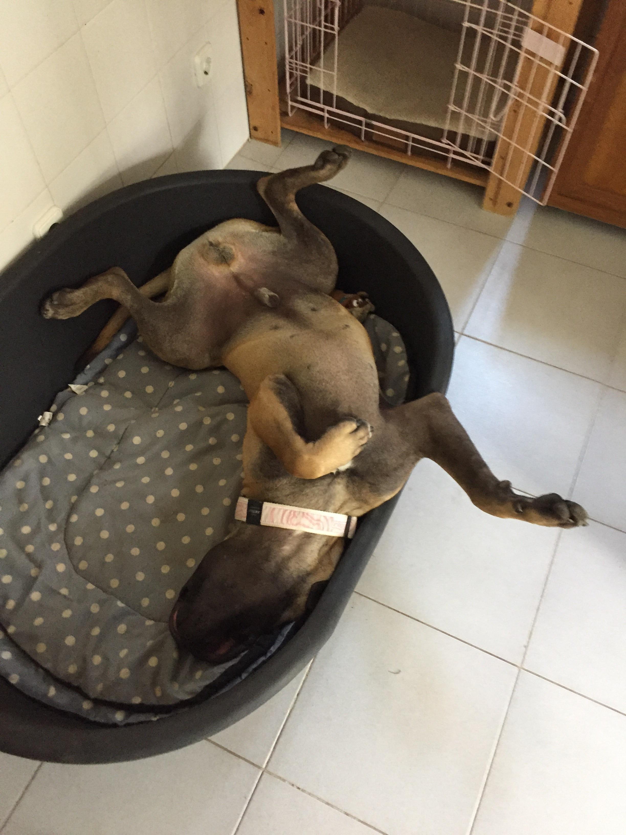 So, my dog sleeps like dis.... r/Pets