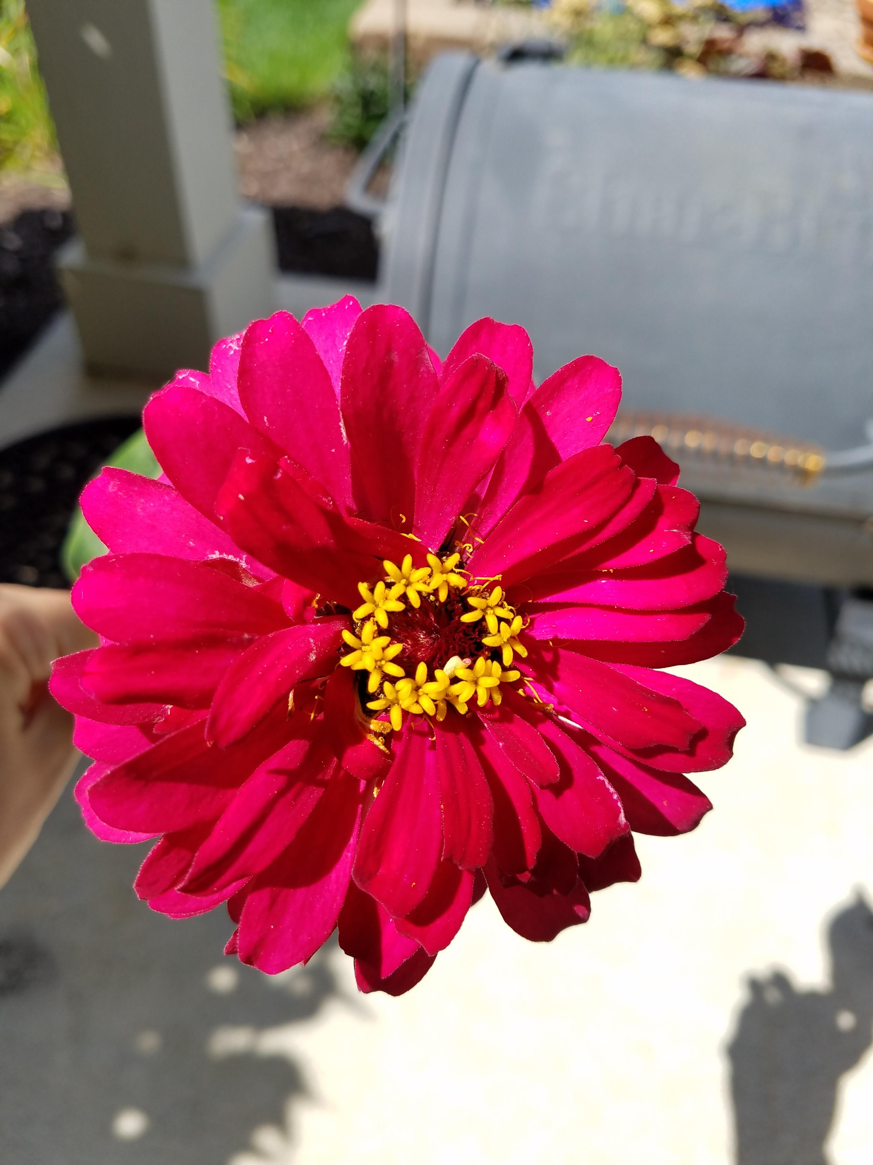 I love how Zinnias look like they have tiny flowers inside of the main