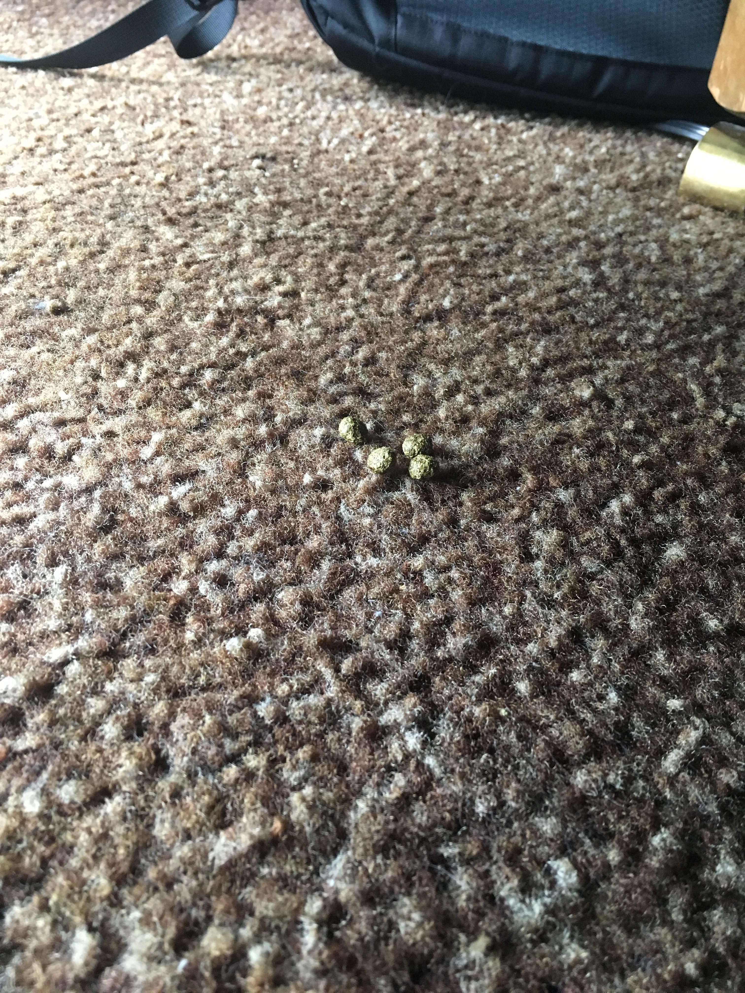 When his poop blends in with the carpet 😭 r/Rabbits