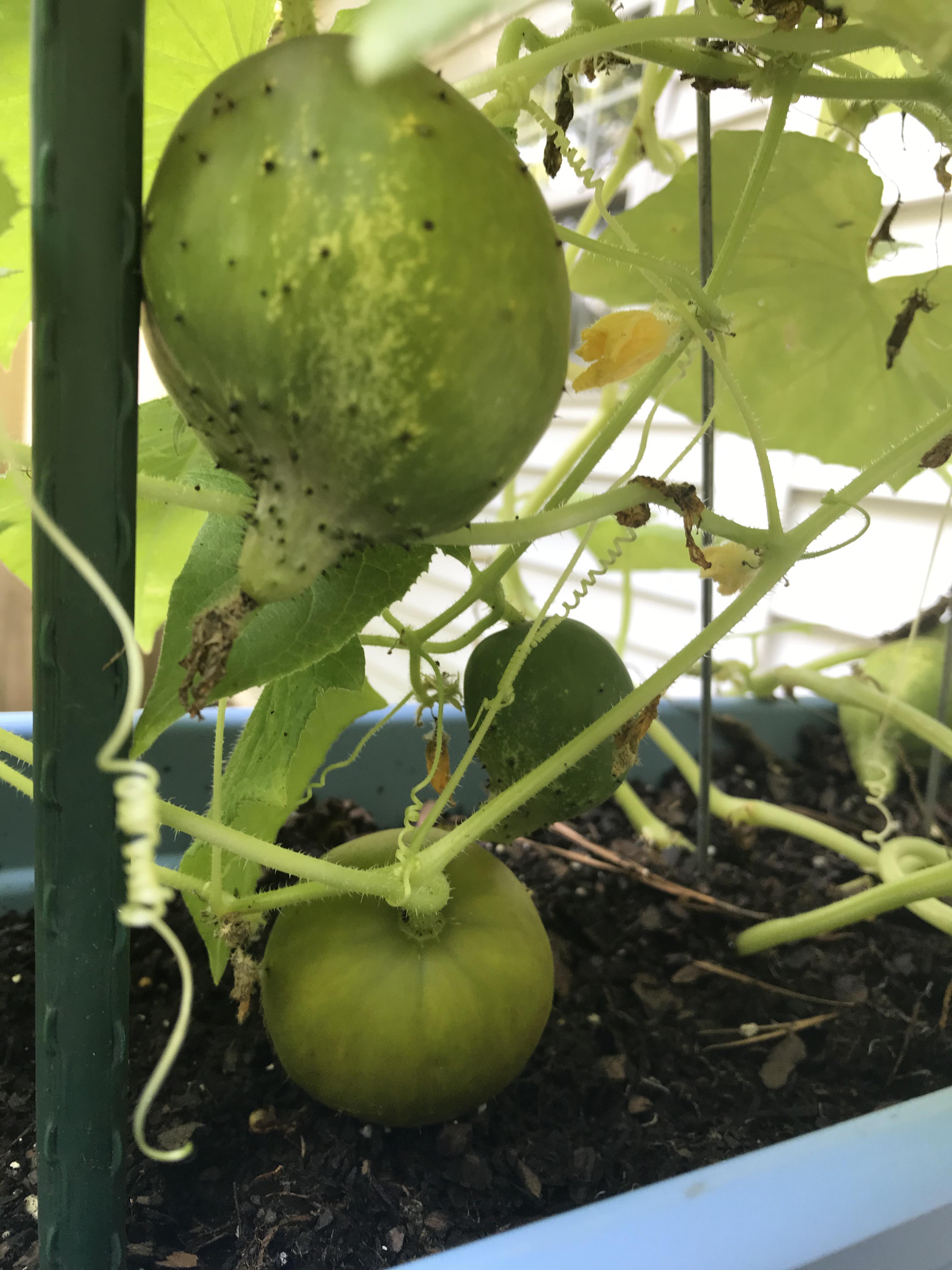 Heirloom Boston Pickling Cucumbers Question in Comments r/gardening