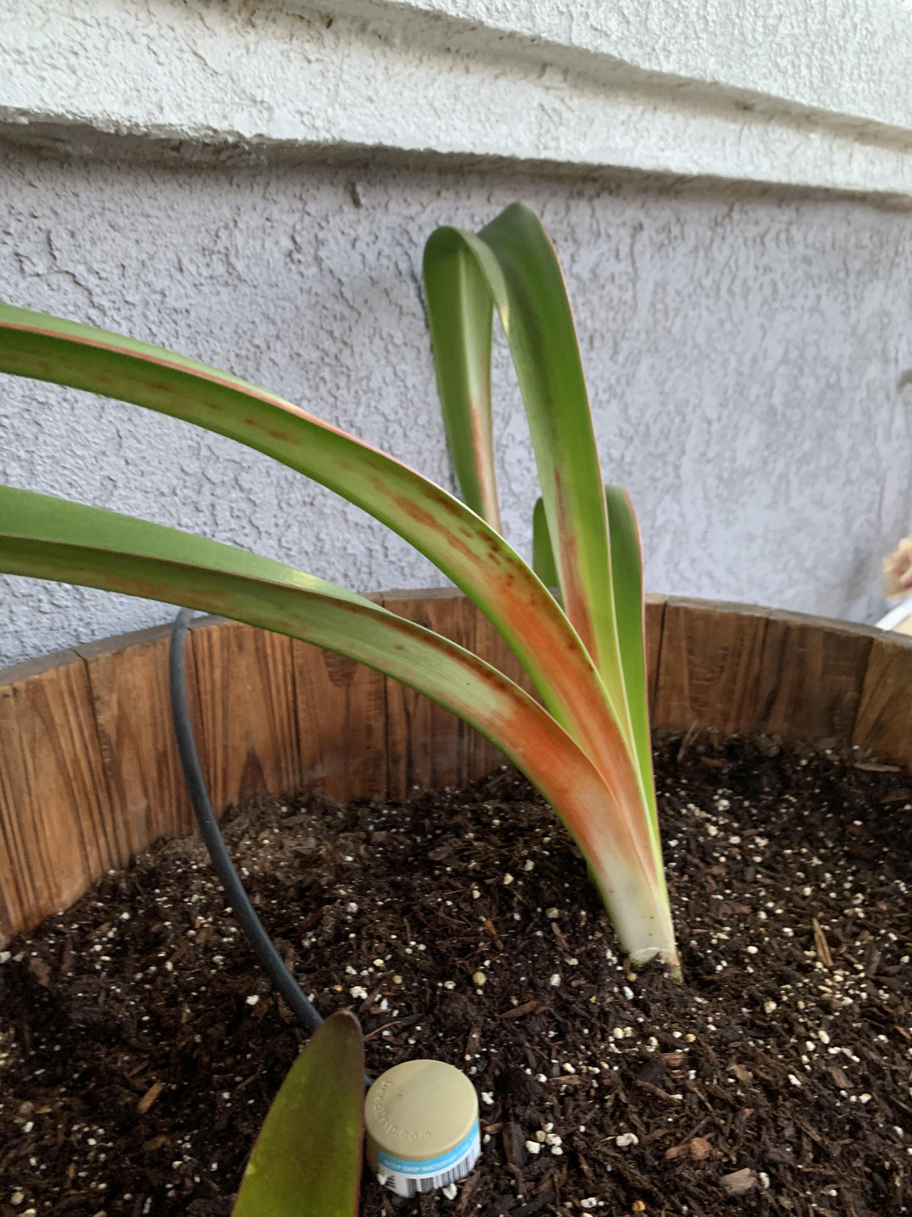Red Blotch on Amaryllis r/gardening