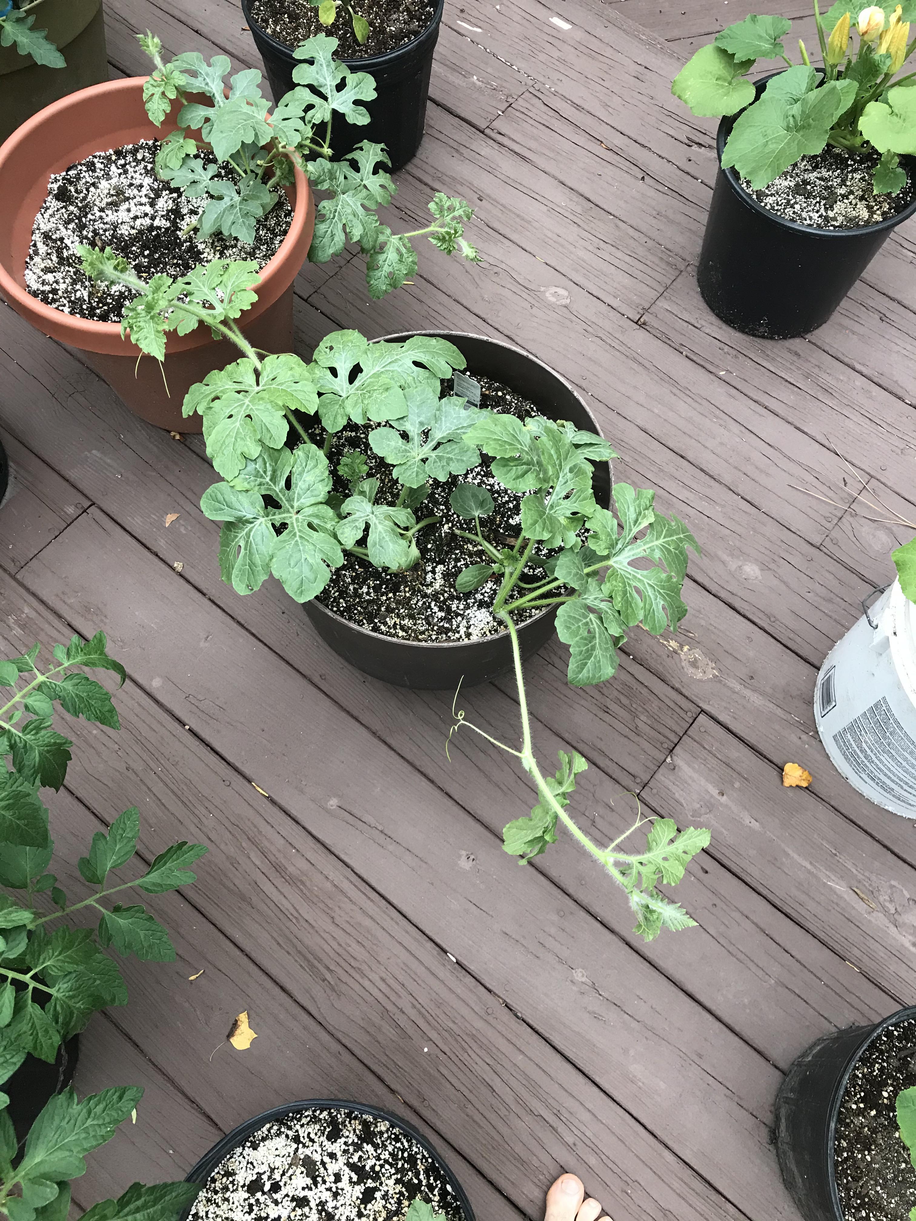 Two plants, one pot? Will these do ok in one pot? (Watermelon) r