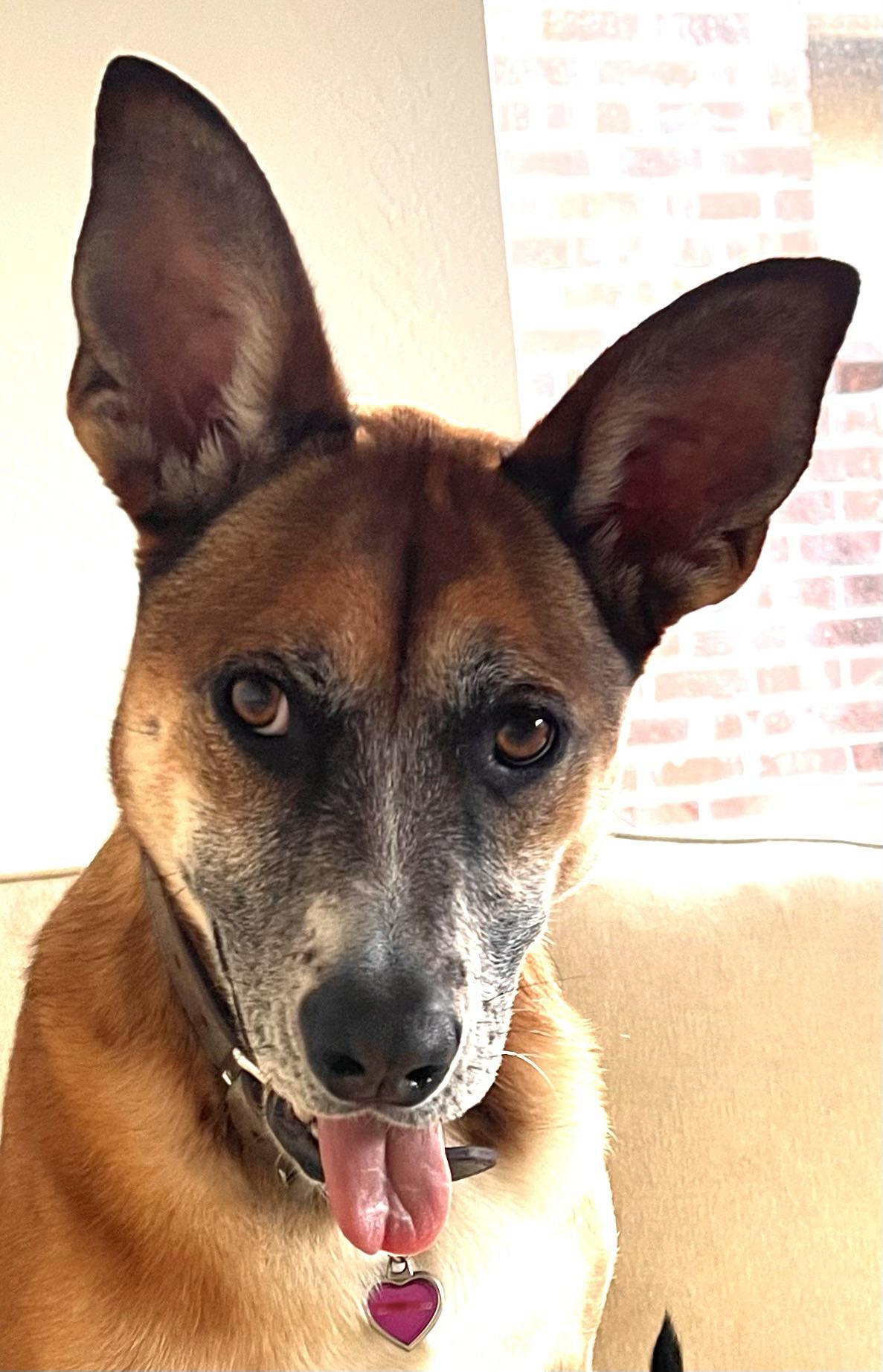 Cheers big ears!🍻 r/sonarears