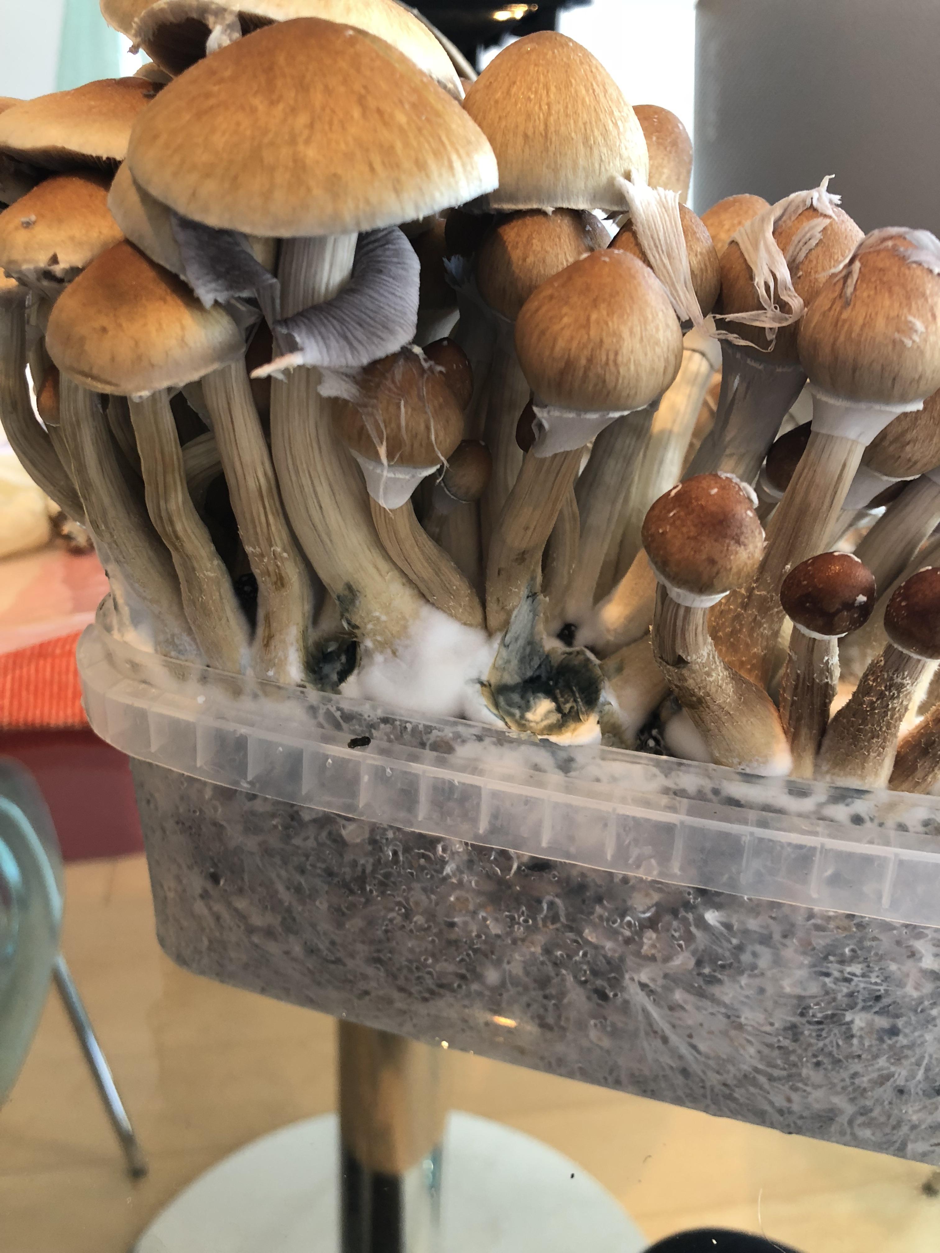 Golden Teacher r/shrooms