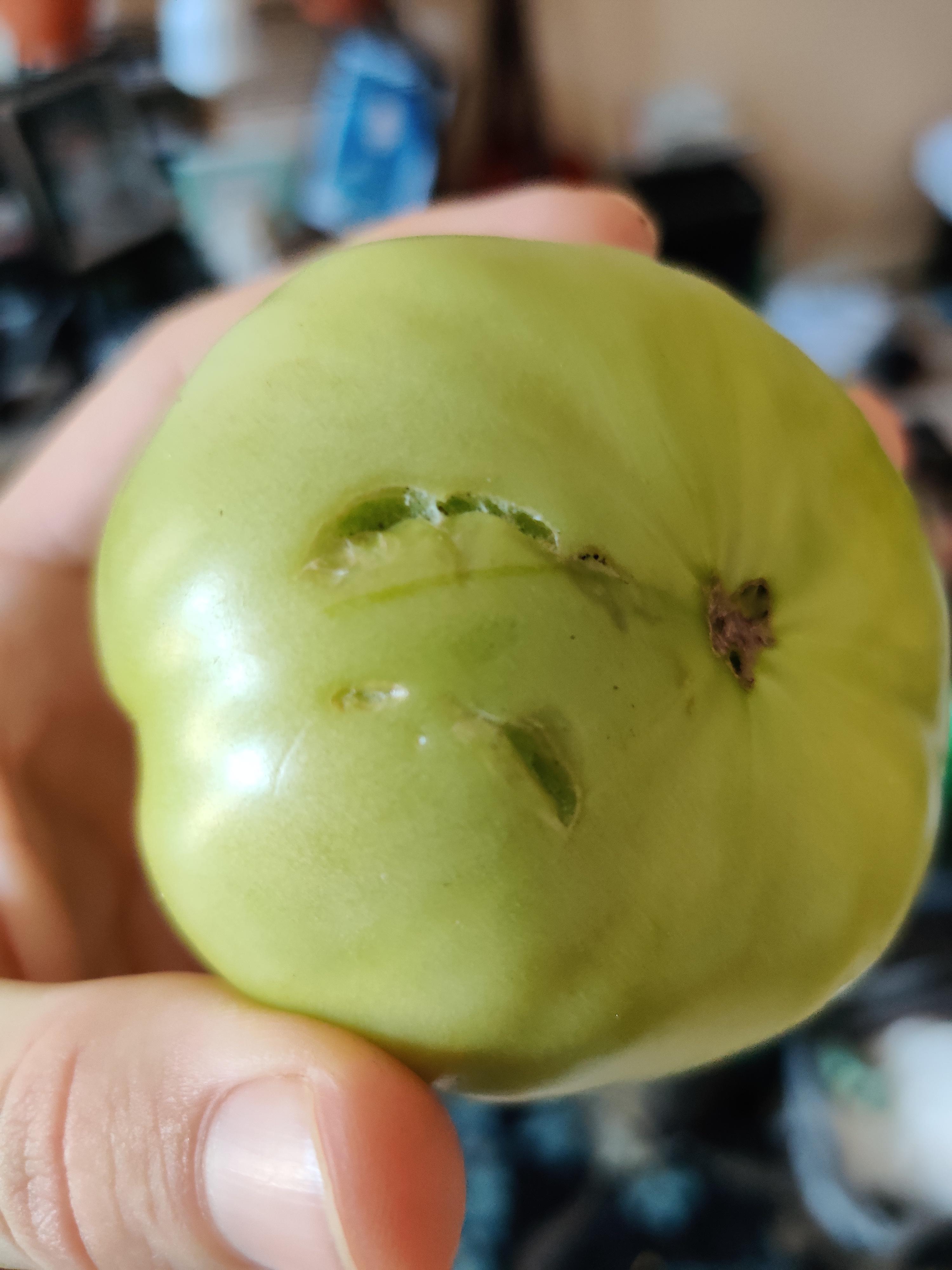 Any idea what done this bite mark and ate half my green tomatoes? Any