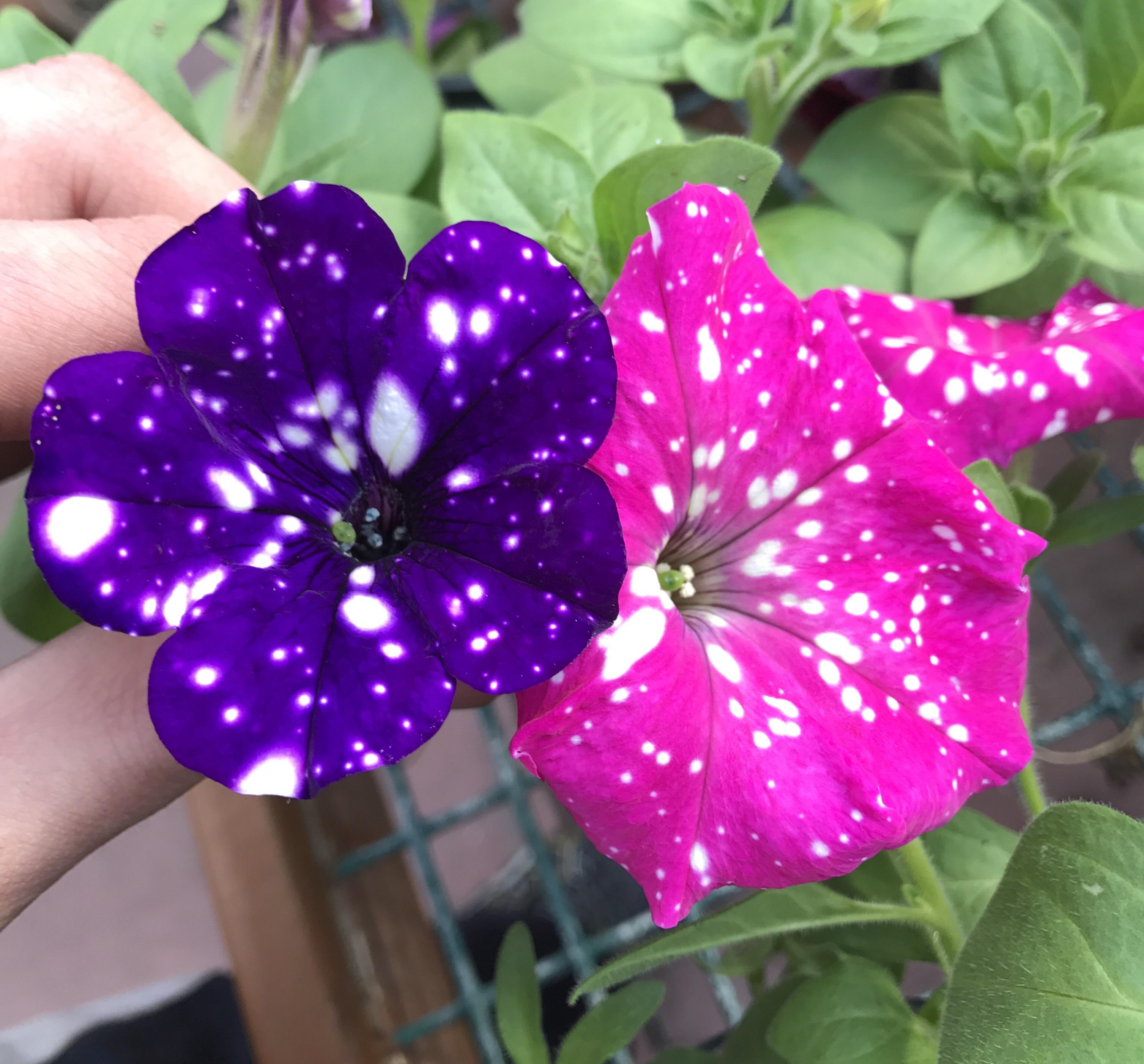 Night Sky Petunias and Pink Sky Petunias side by side grown at a