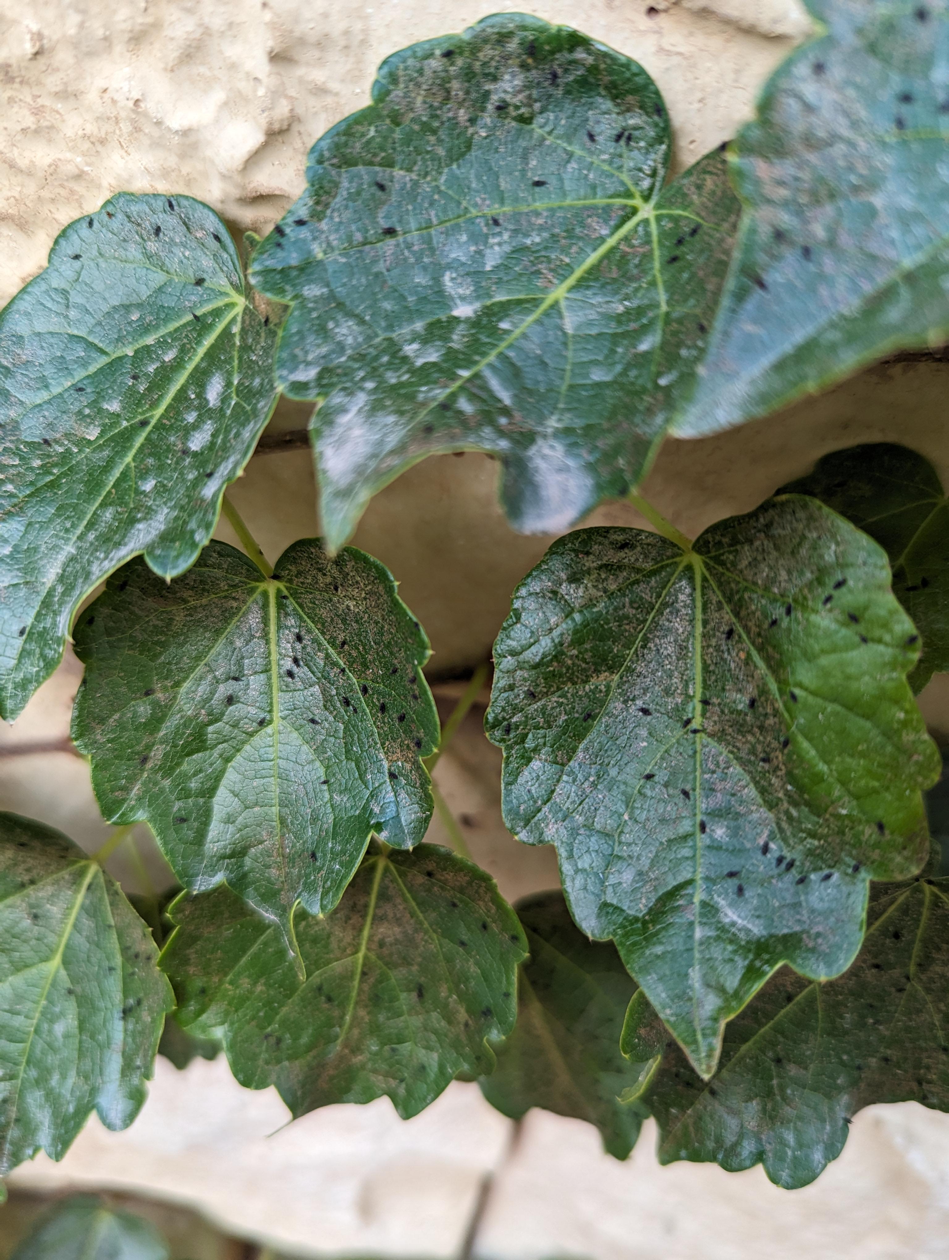 Leaves are covered in these little black eggs(?). What are these, and