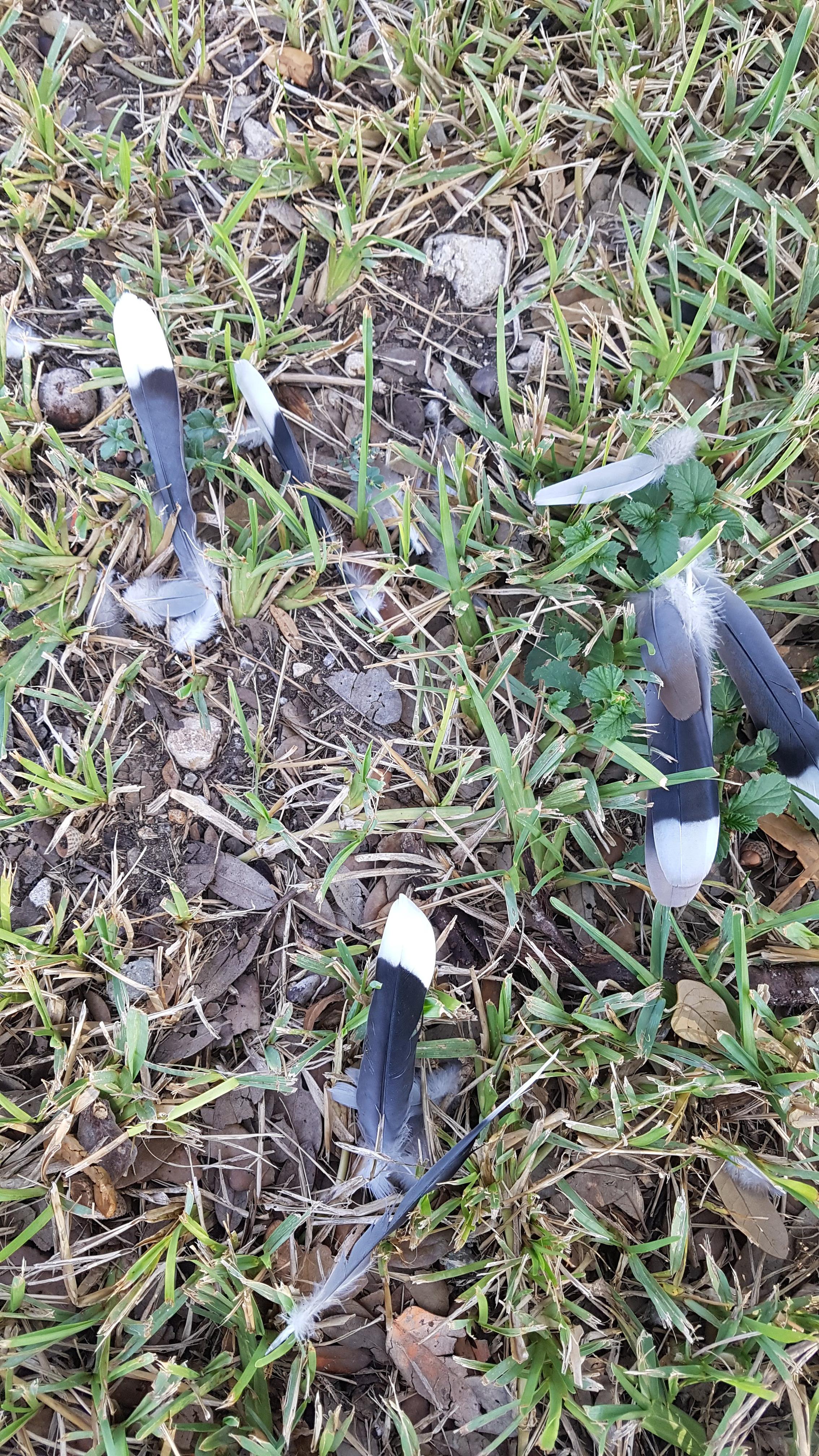 Feather ID, San Antonio, TX r/whatsthisbird