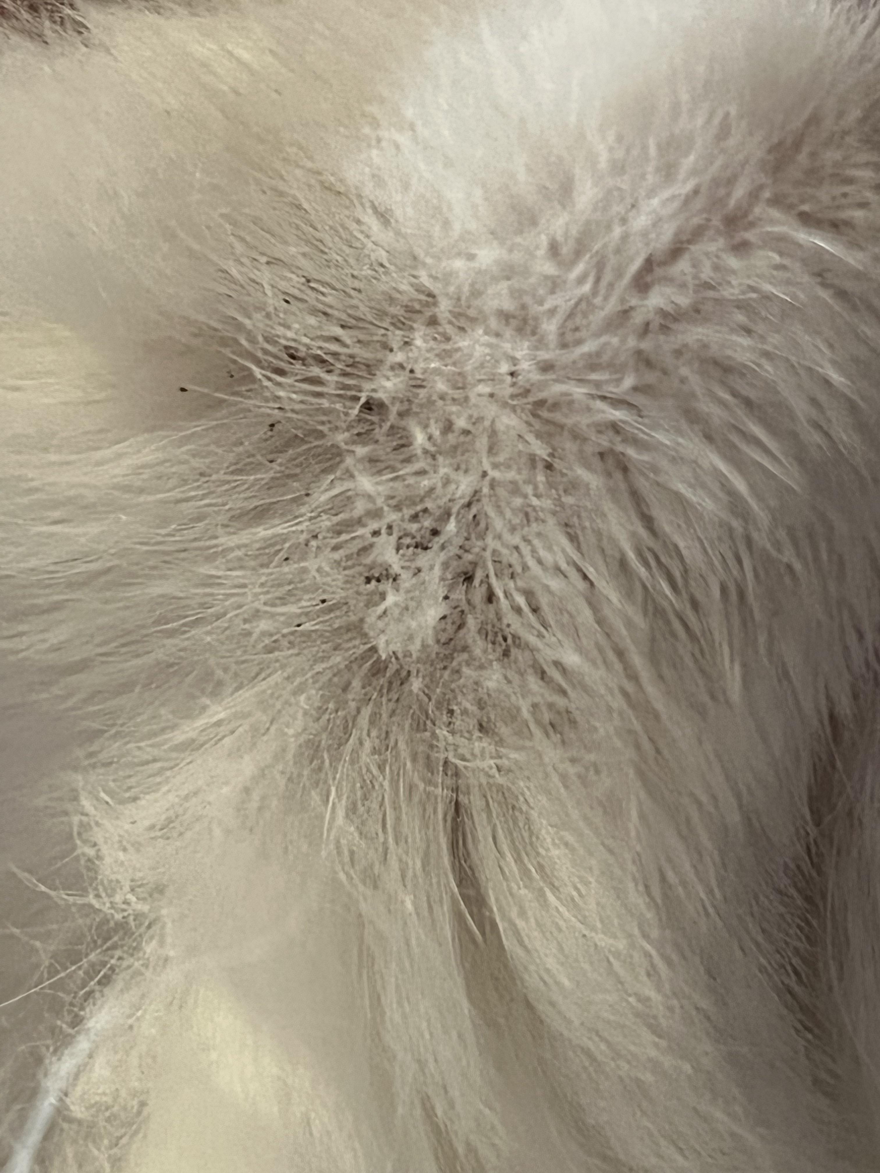 What is this black stuff under my cats chin? From what I know 2 of mine