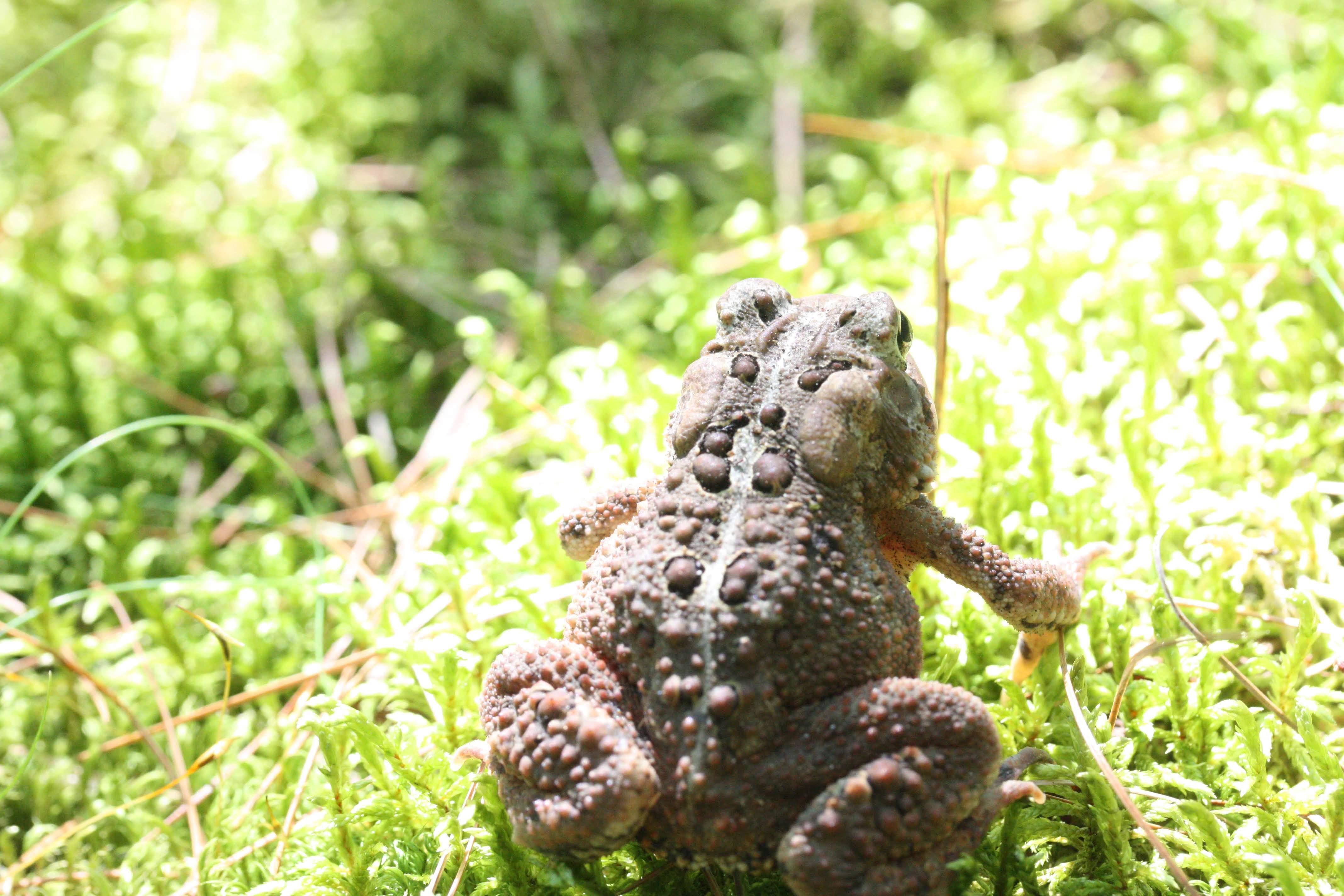 A young toad enter the light. Photographed at the Appalachian Trail in