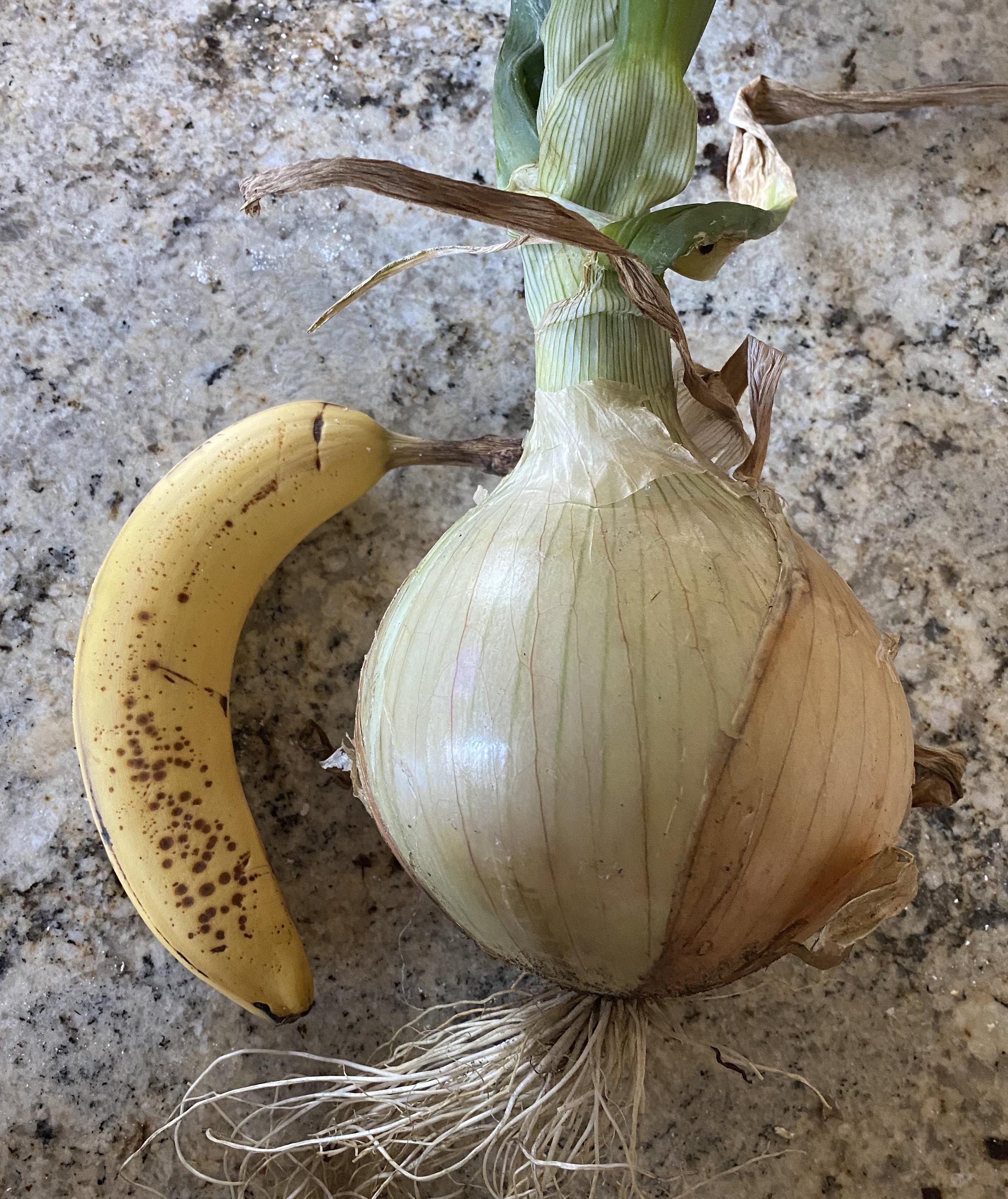 Massive sweet onion banana for scale r/AbsoluteUnits