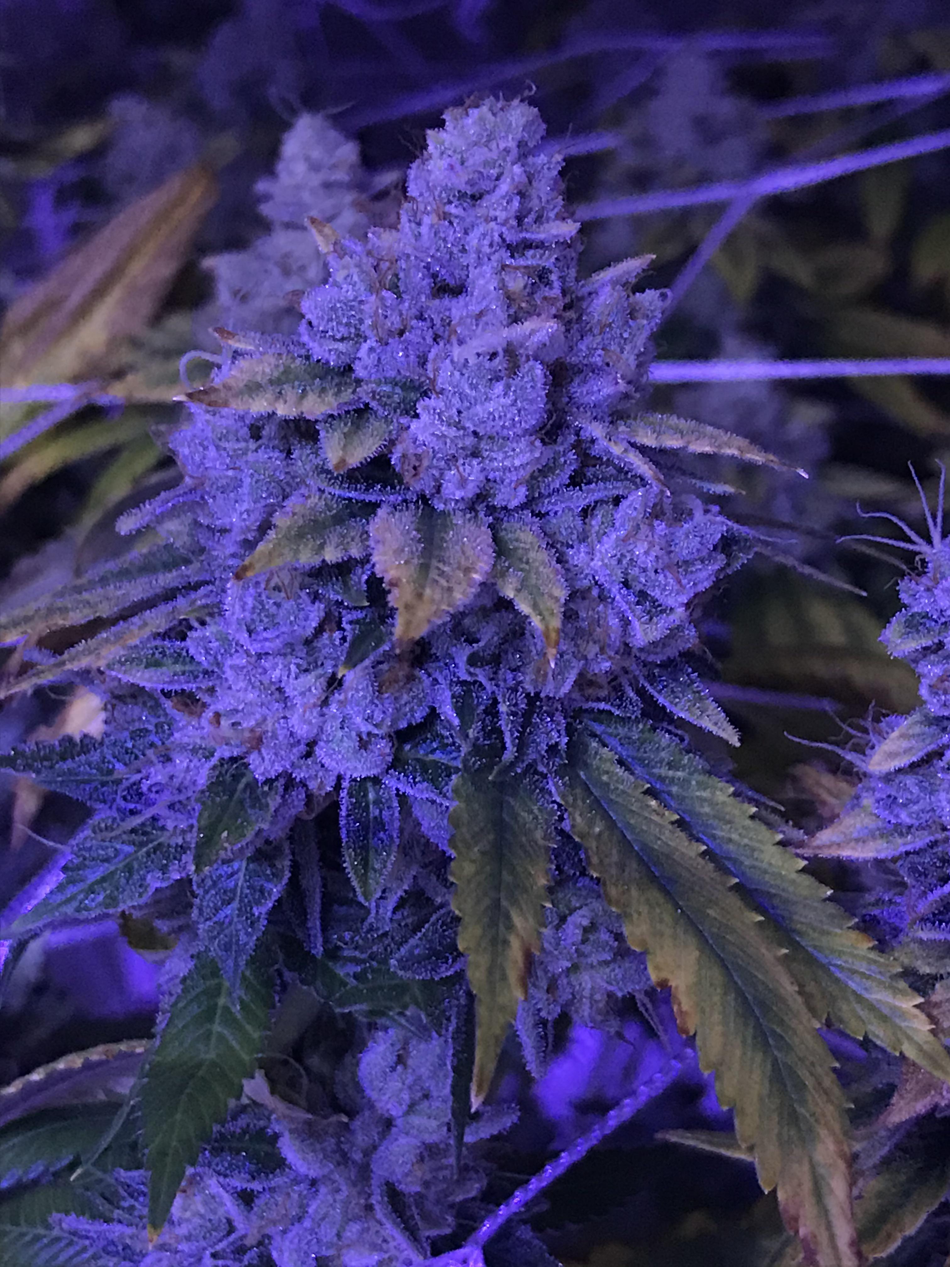 Motorbreath 15 aka mad max og microgrowery