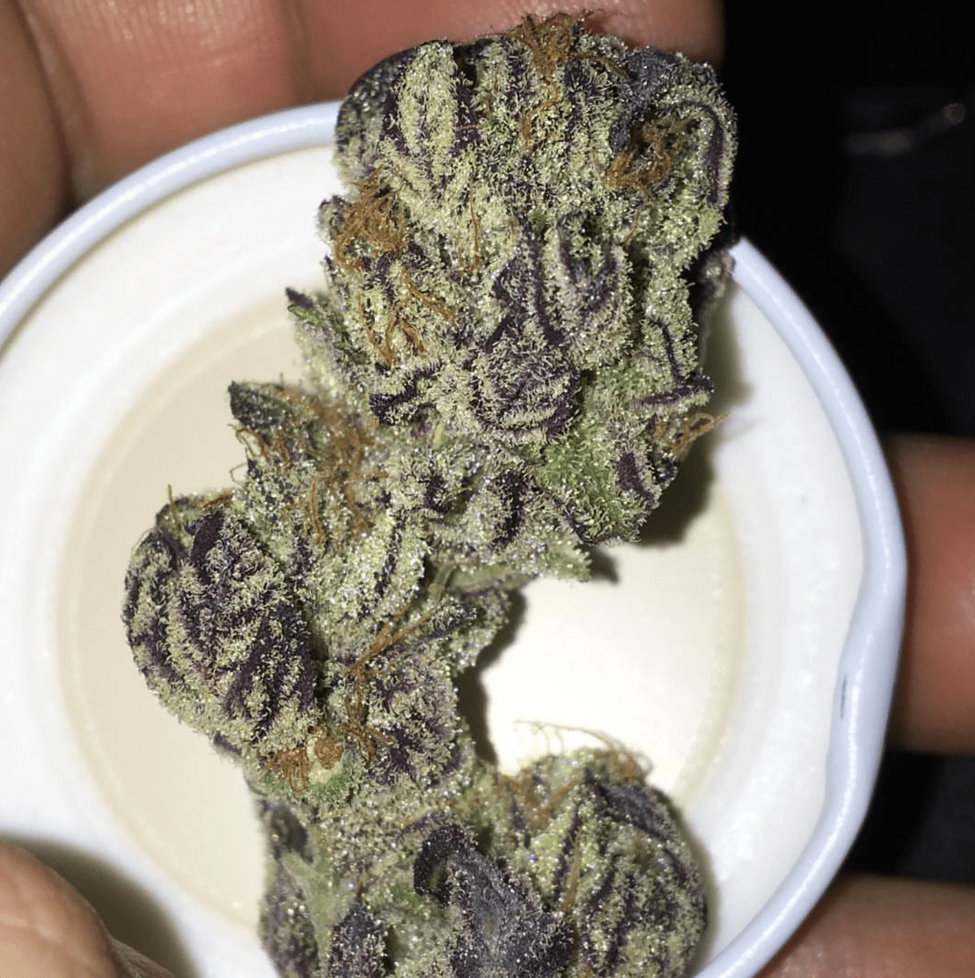 UK grown Alien Dosidos (Alien Orange Cookies x Dosidos) r/uktrees