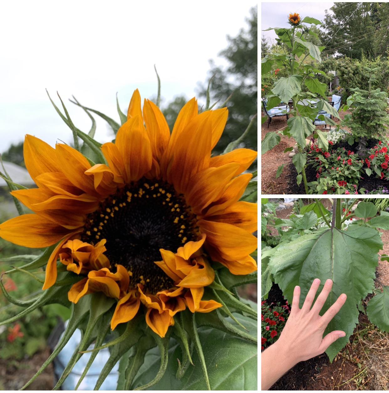 A little excited cause this sunflower planted itself in a garden I made