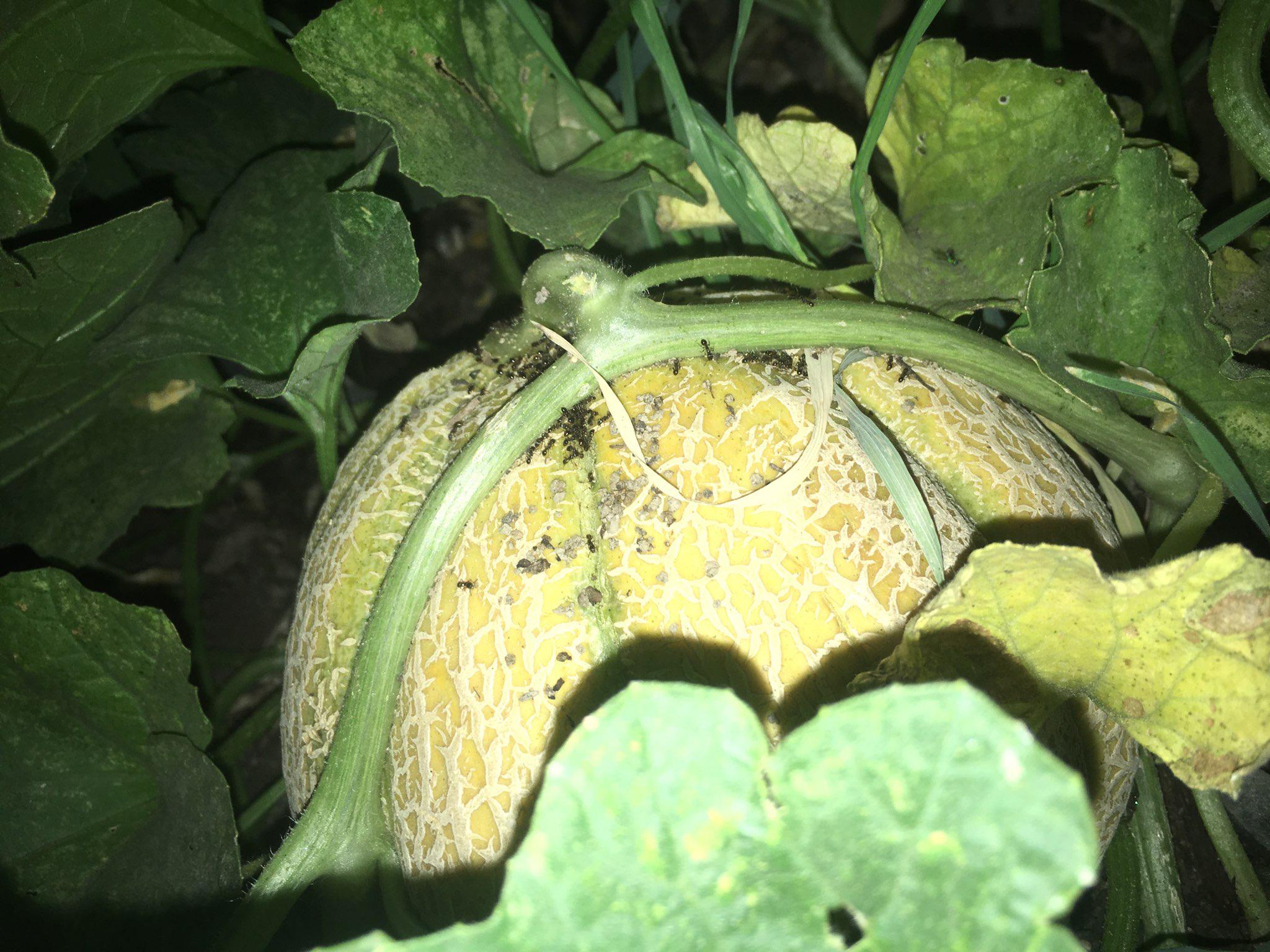 Help! Ants in my cantaloupe, how do I get rid of them? r