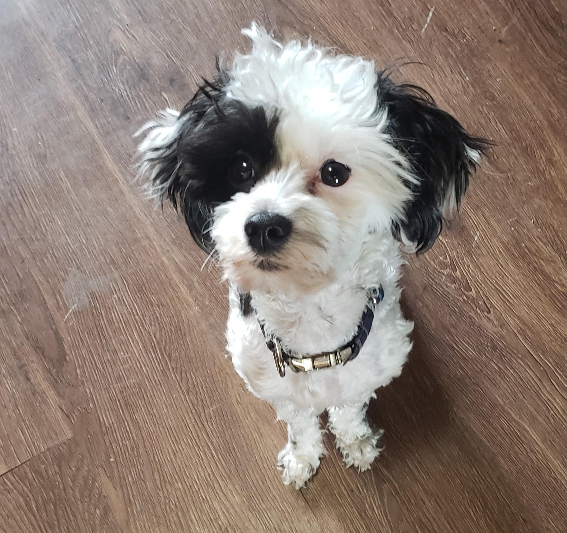 This is Echo. He just turned 2 and he's a Maltese/Terrier mix. My best