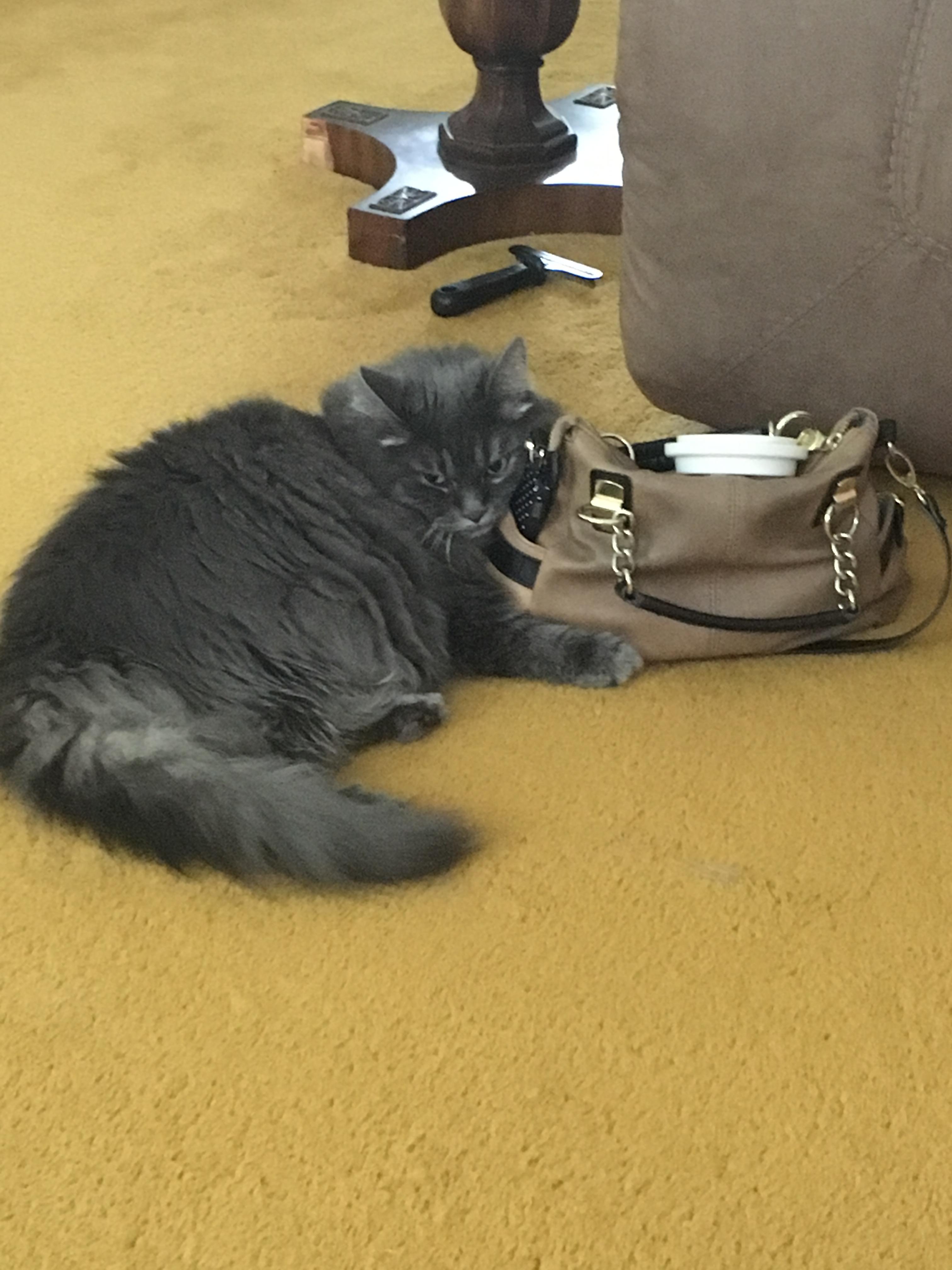 "this is my purse now" r/cats