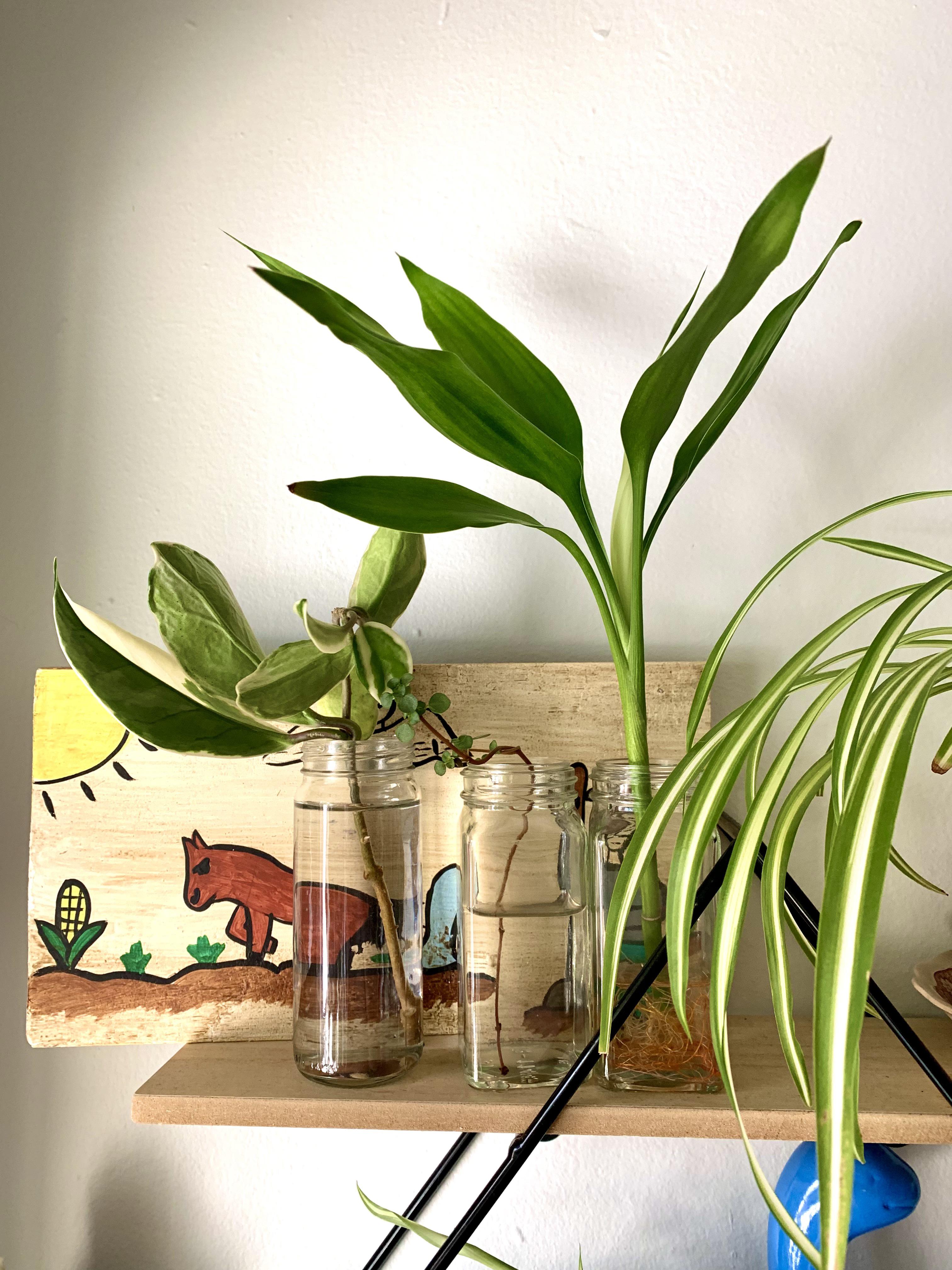 Empty Trader Joe’s glass spice jars are the perfect size for plant