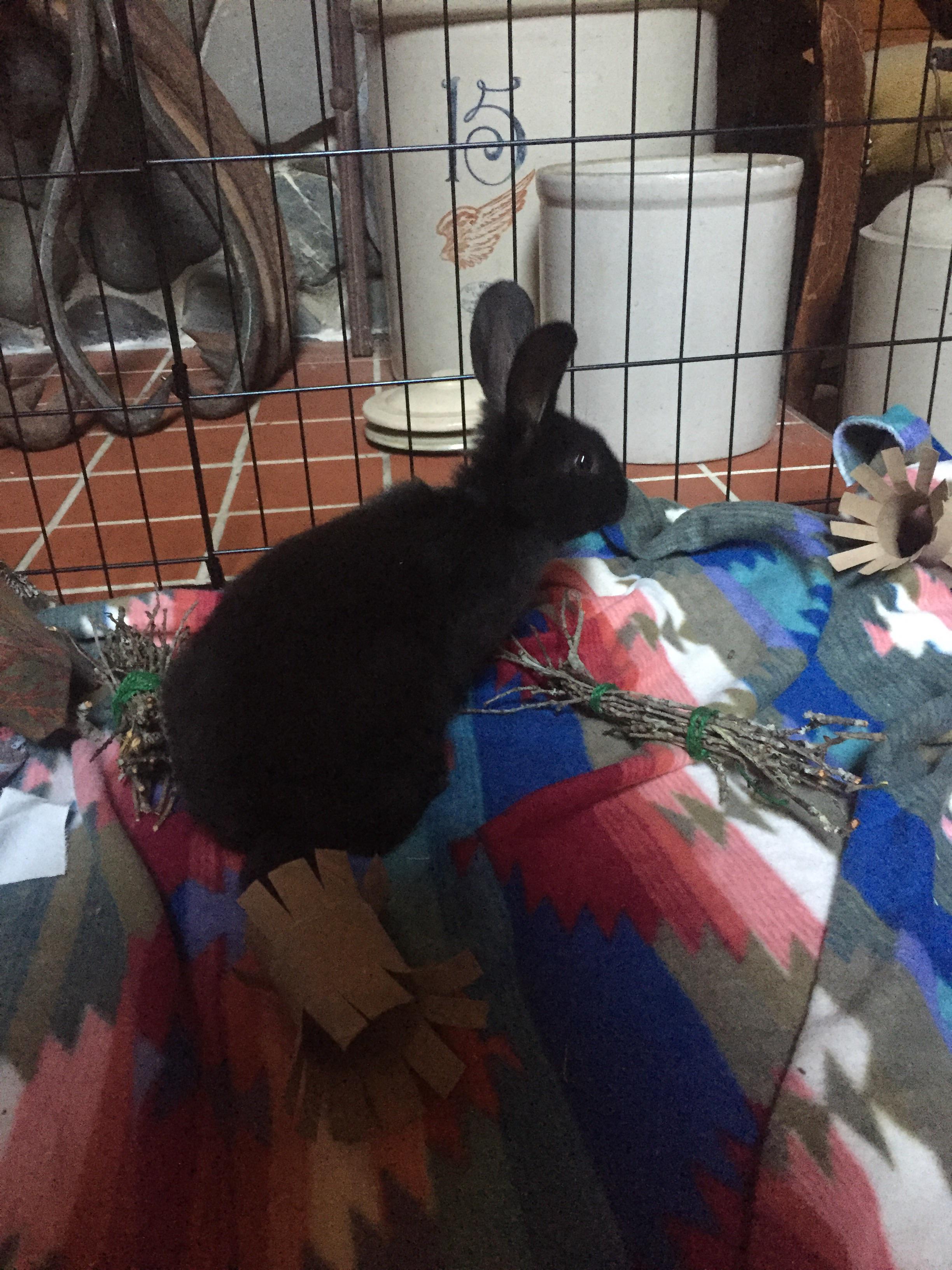 My new baby! He’s an 8 week old Flemish Giant. So far he’s been super