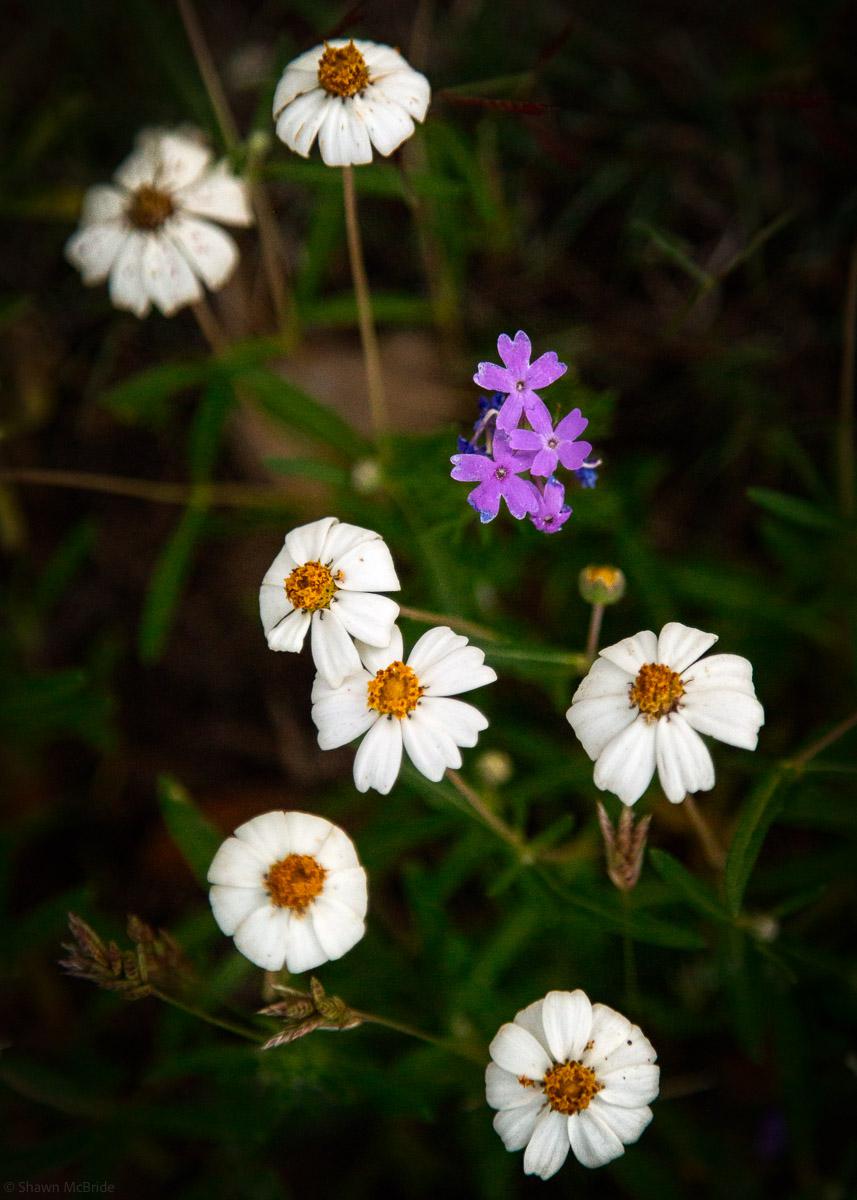 Blackfoot Daisies and Prairie Verbena r/Austin