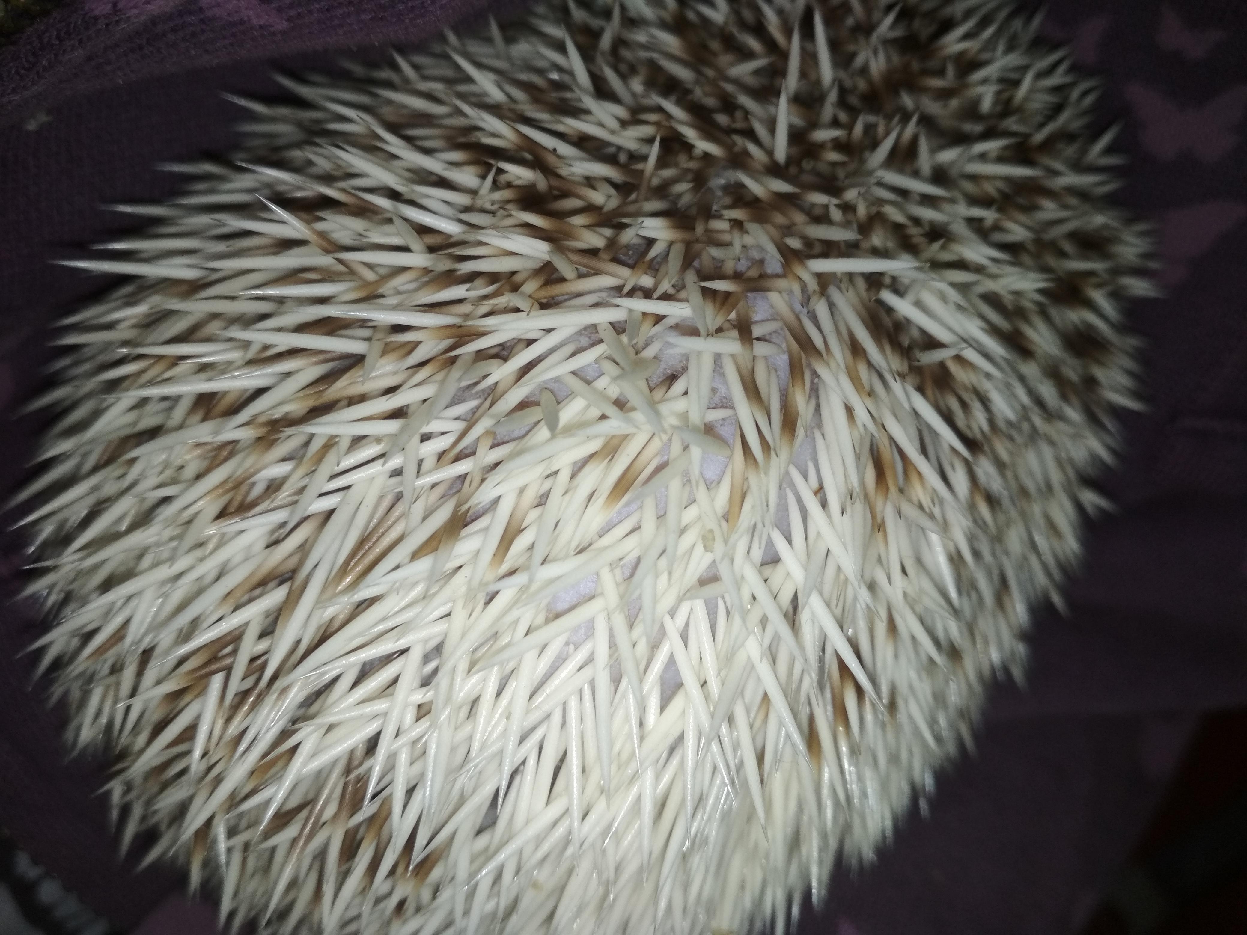 is this normal or does he have dry skin? relatively new hedgehog owner