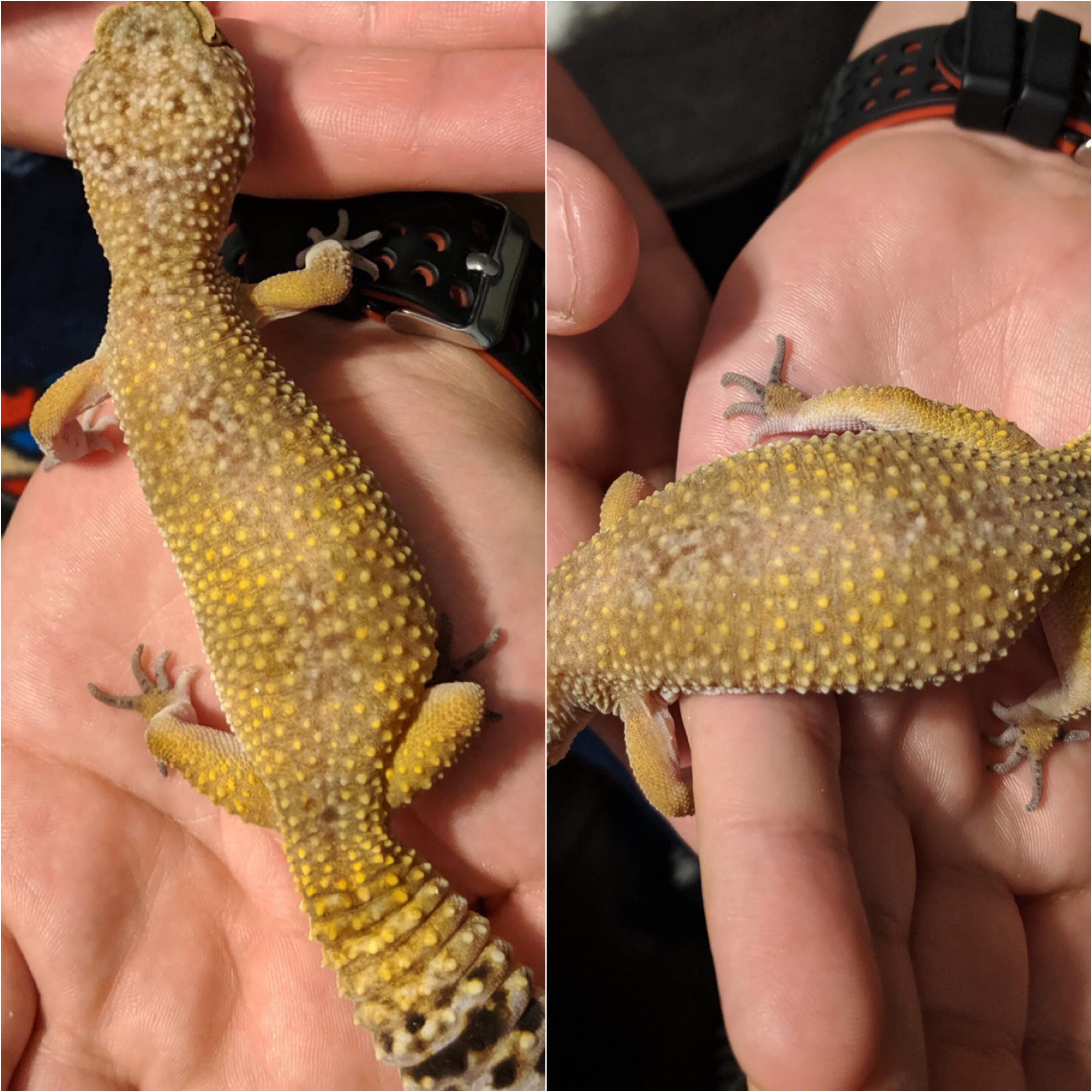 Two or three sheds ago, those dark spots on my Leopard Gecko’s back