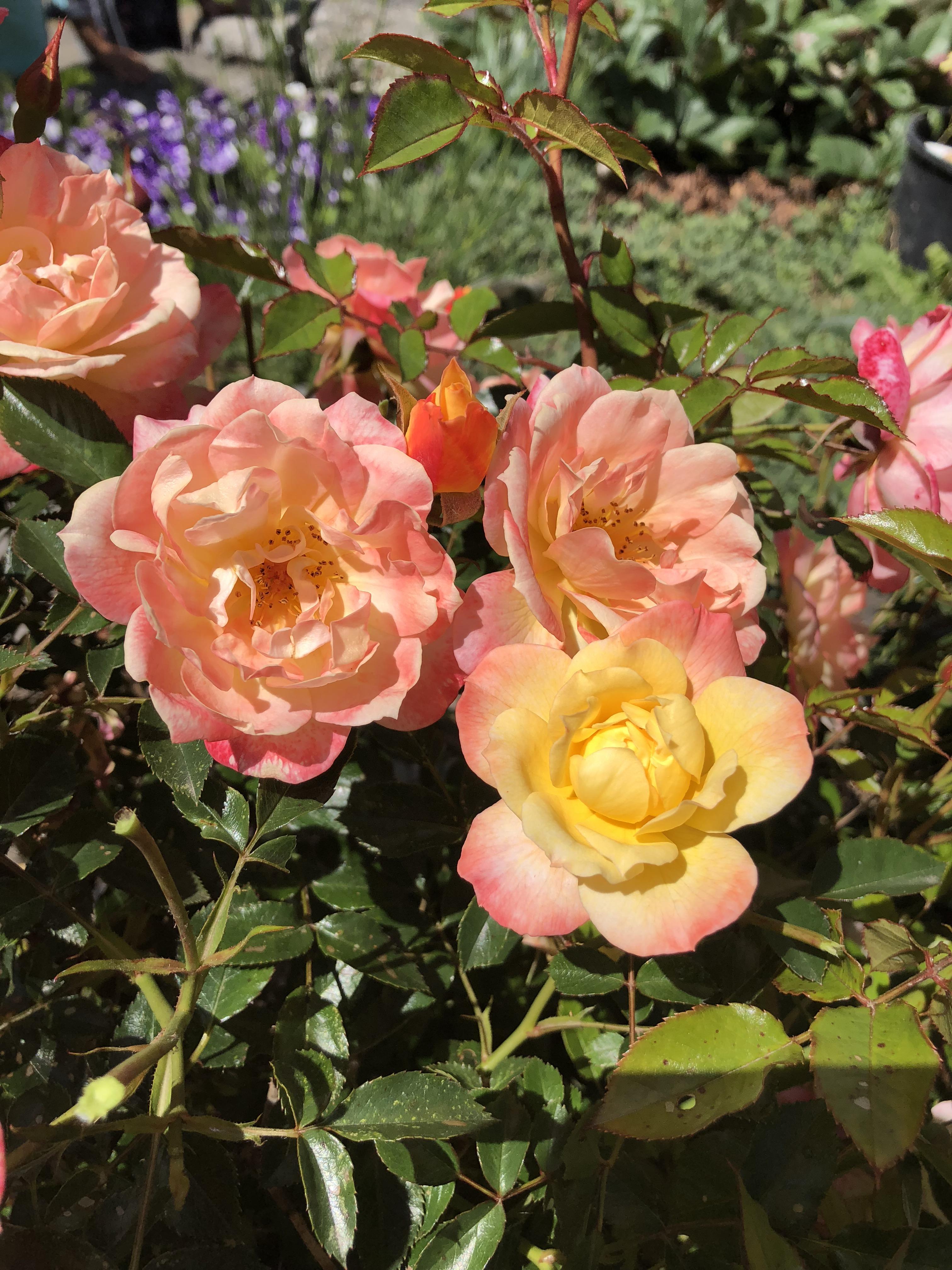 I bought my Mom these Italian Ice roses last year for Mother’s Day. They are thriving