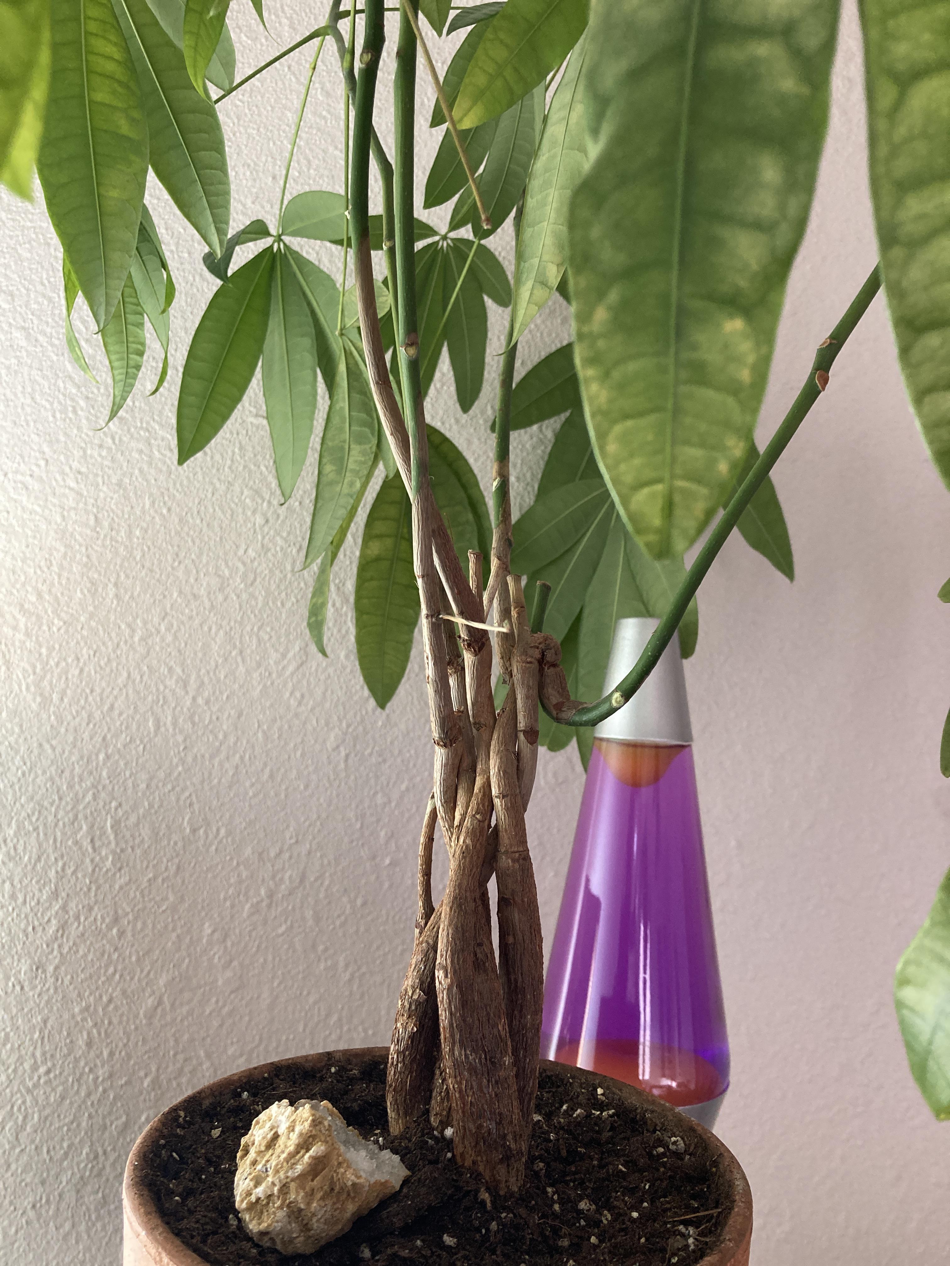 Money tree…slowly dying? Leaves keep falling off. Stem is browning. I just repot it about two