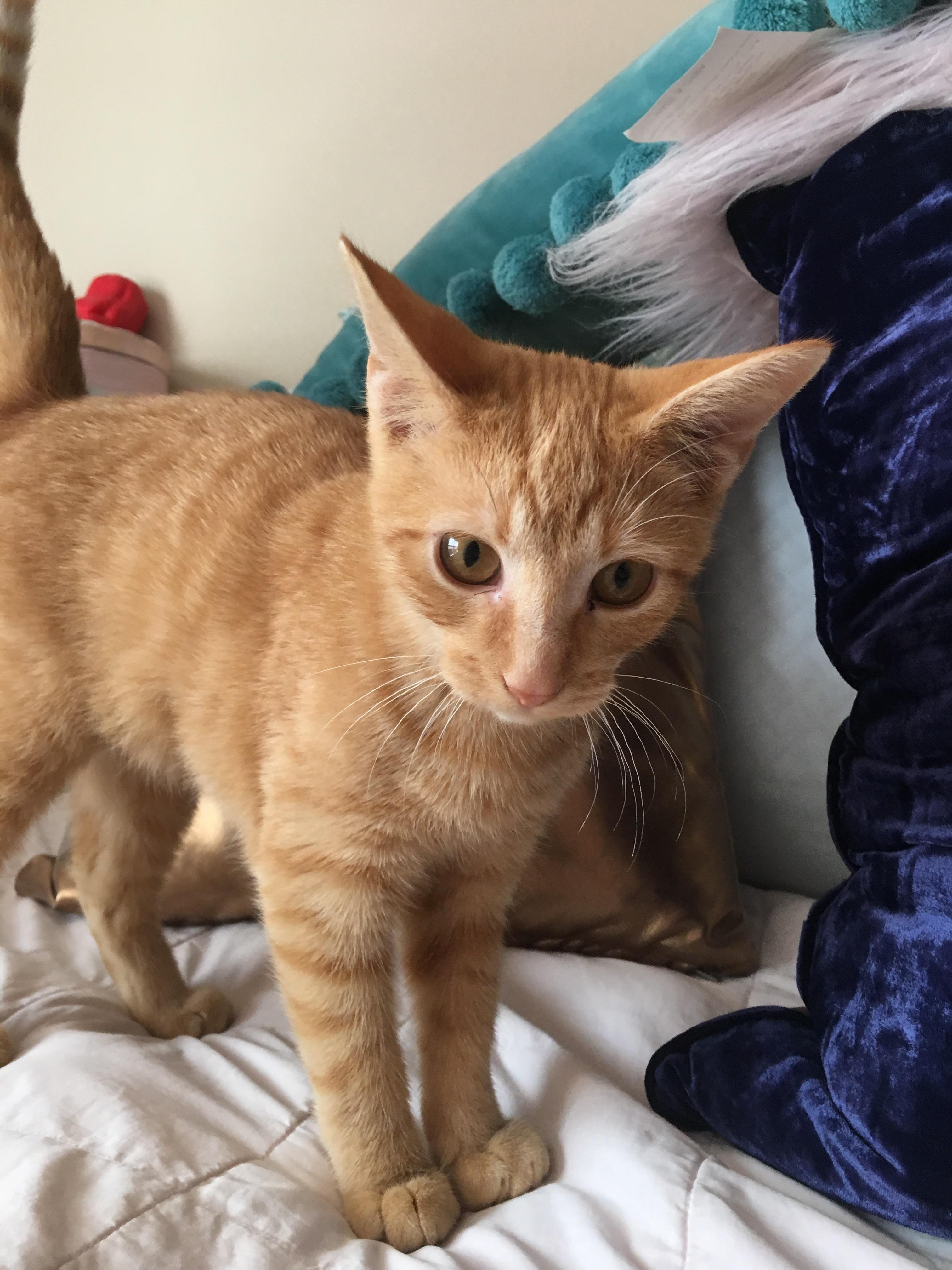 Meet our new baby, Toast! cats