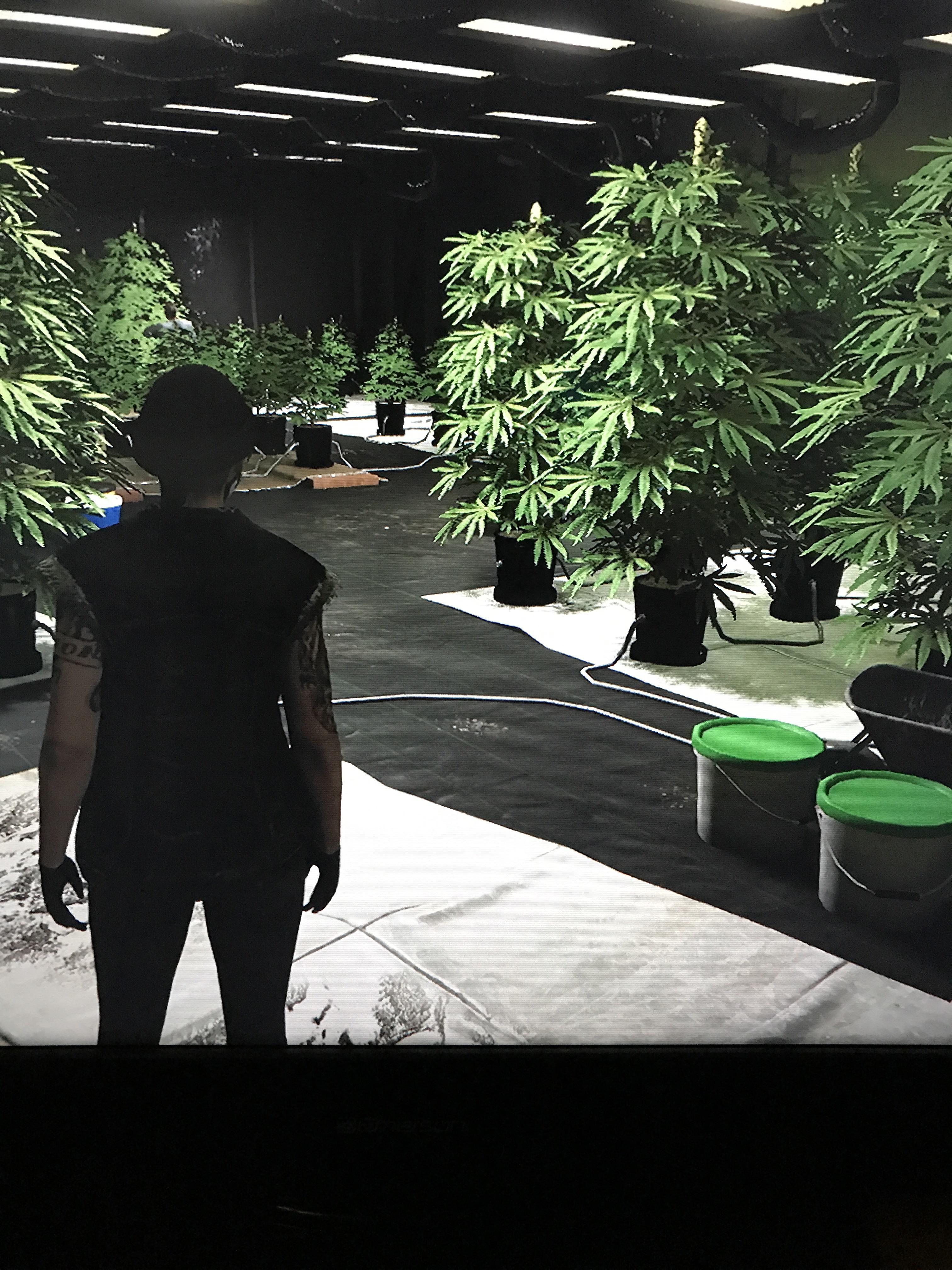 GTA weed farm r/GTA