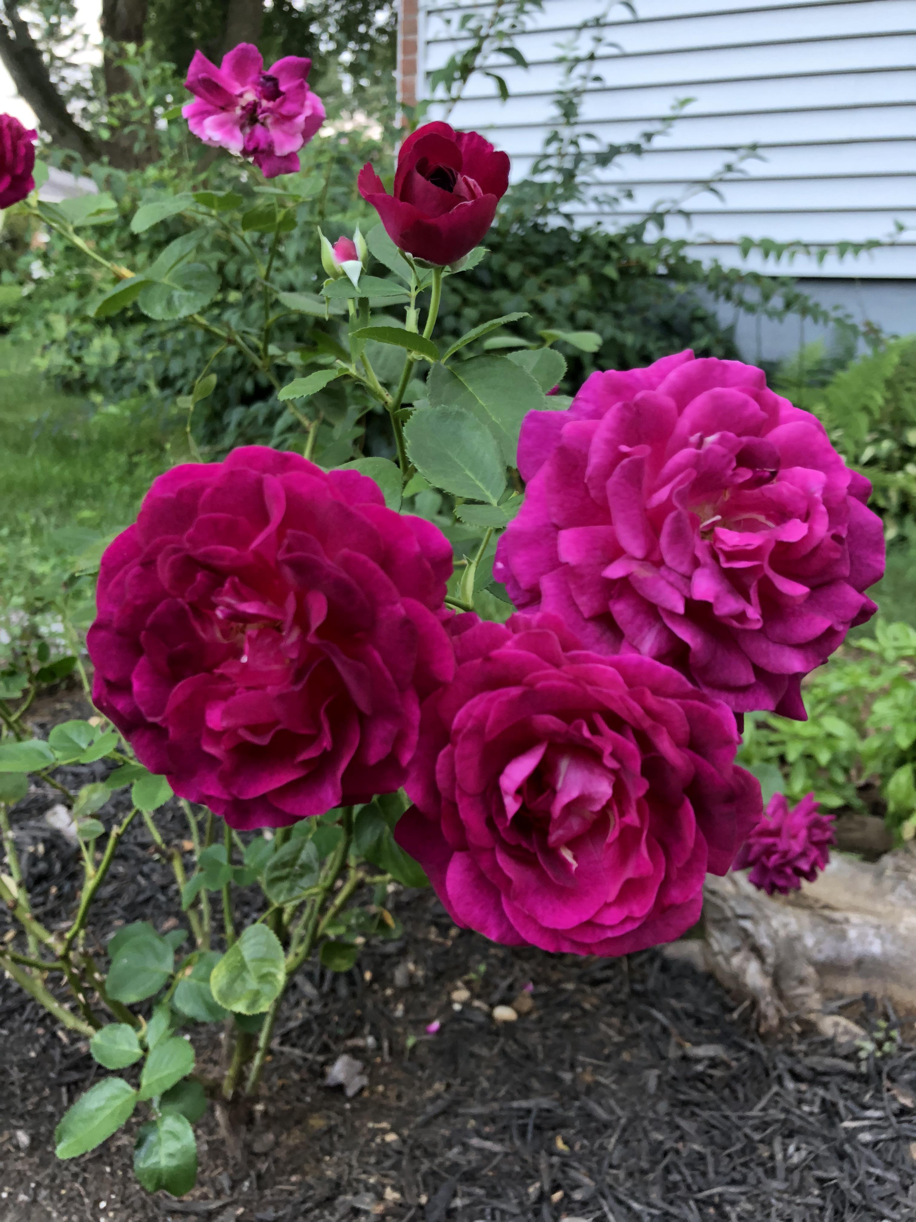 My Twilight Zone Grandiflora Roses r/gardening