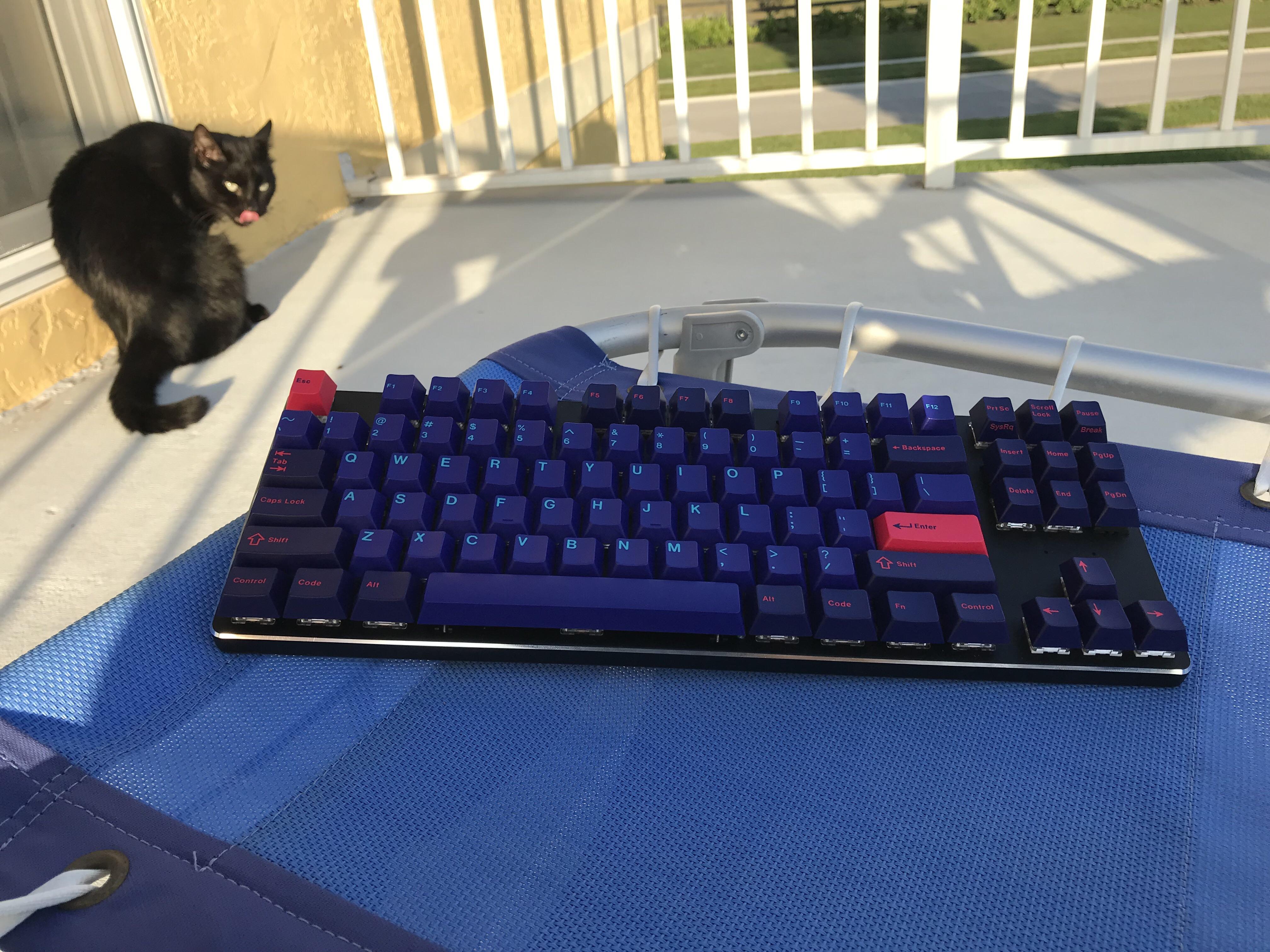 556 best Laser Cat images on Pholder Laser Eyed Cats, Cats and