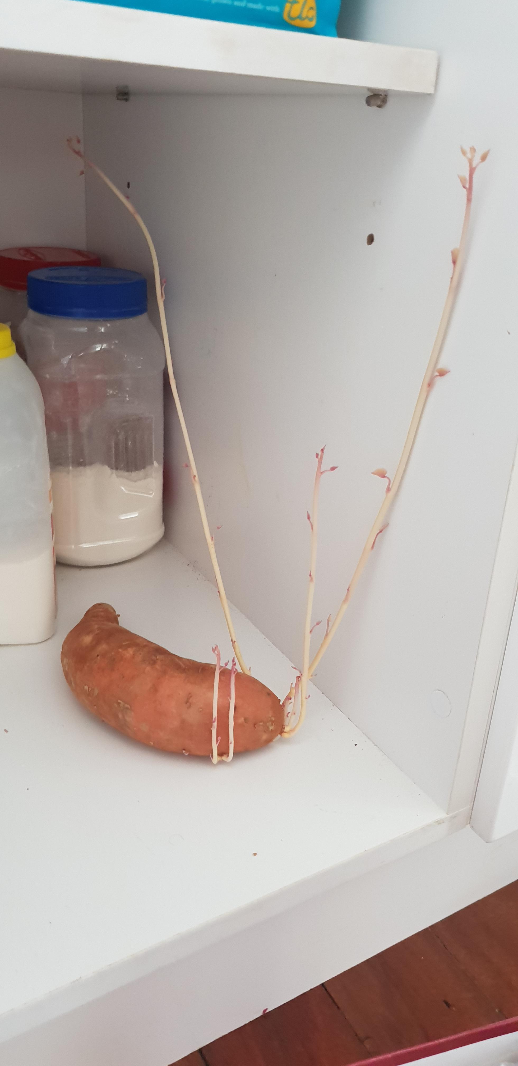 This Sweet Potato growing in my cupboard r/mildlyinteresting