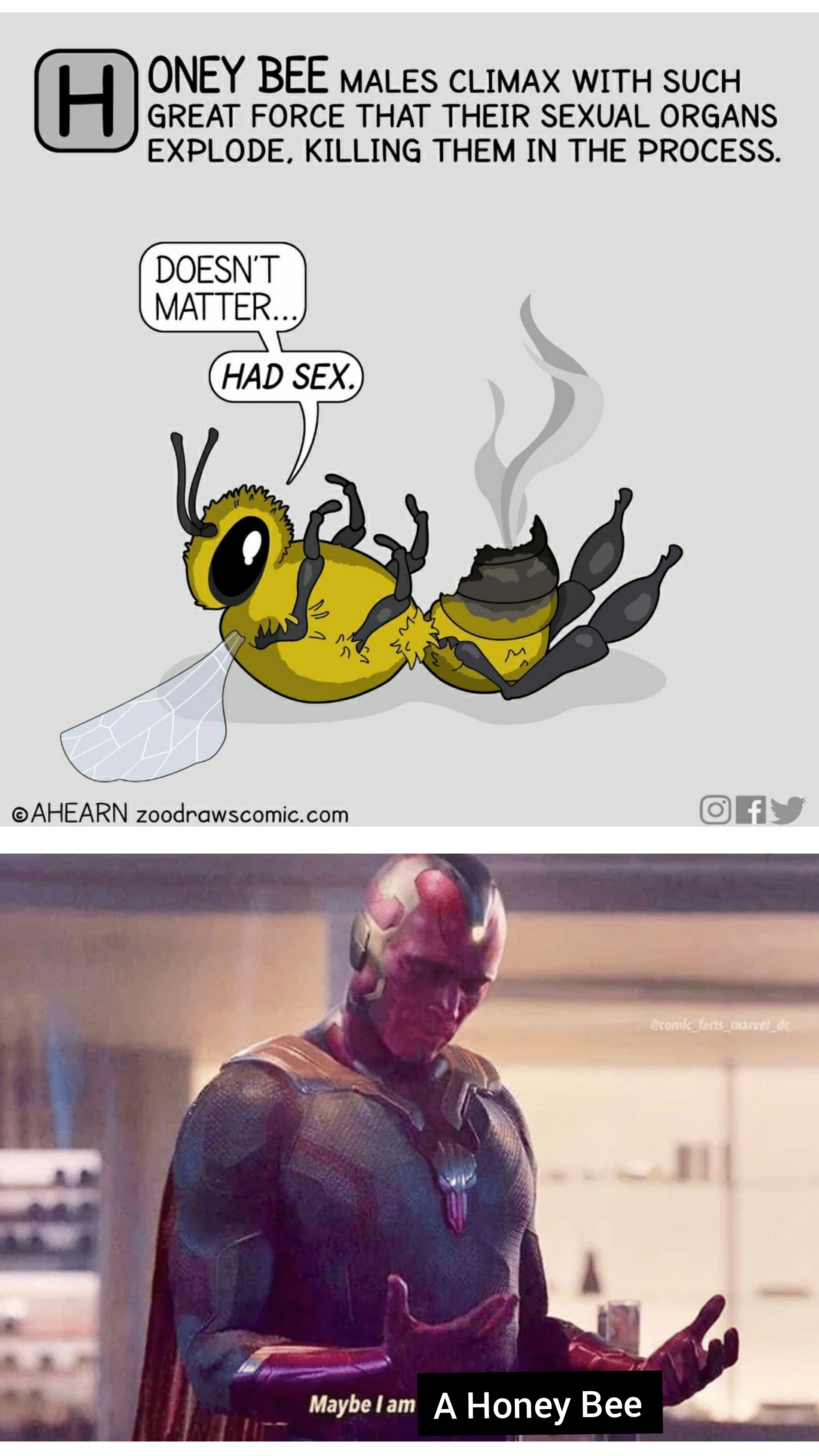 Maybe I am a honey bee memes