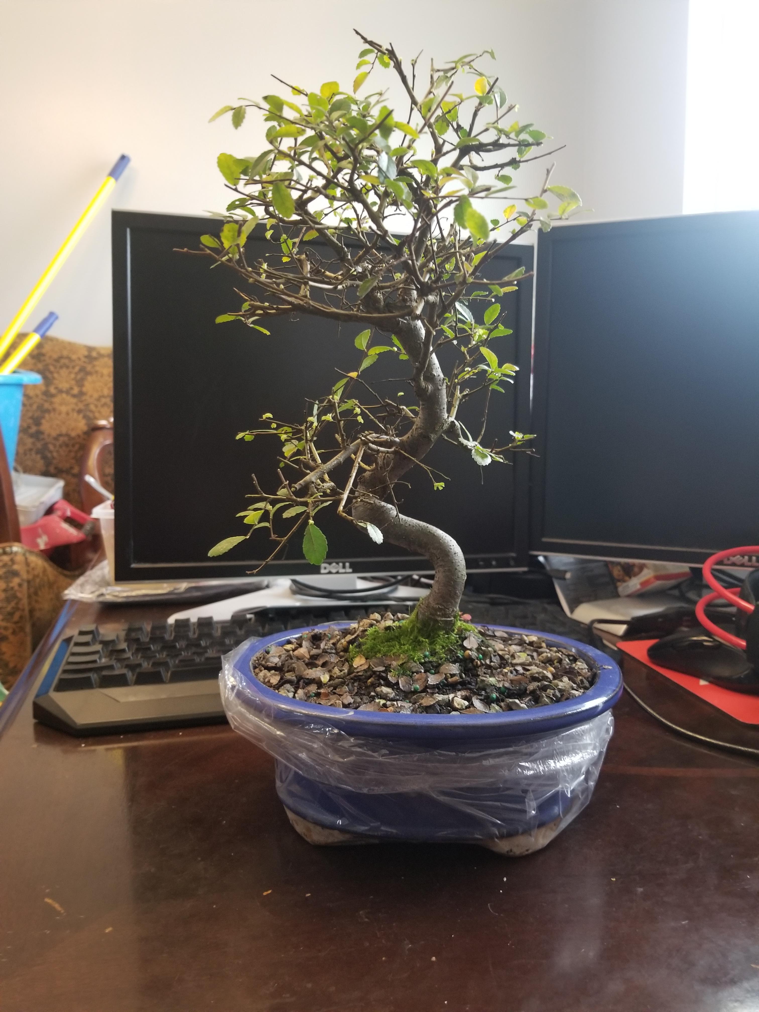 Just getting into bonsai, excited to start this new hobby! r/Bonsai