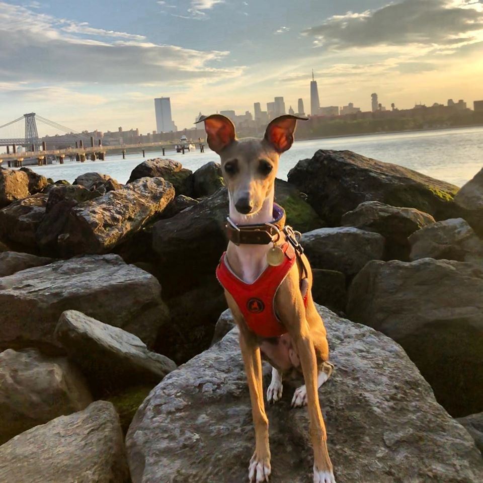 Best dog parks in Charleston? r/Charleston