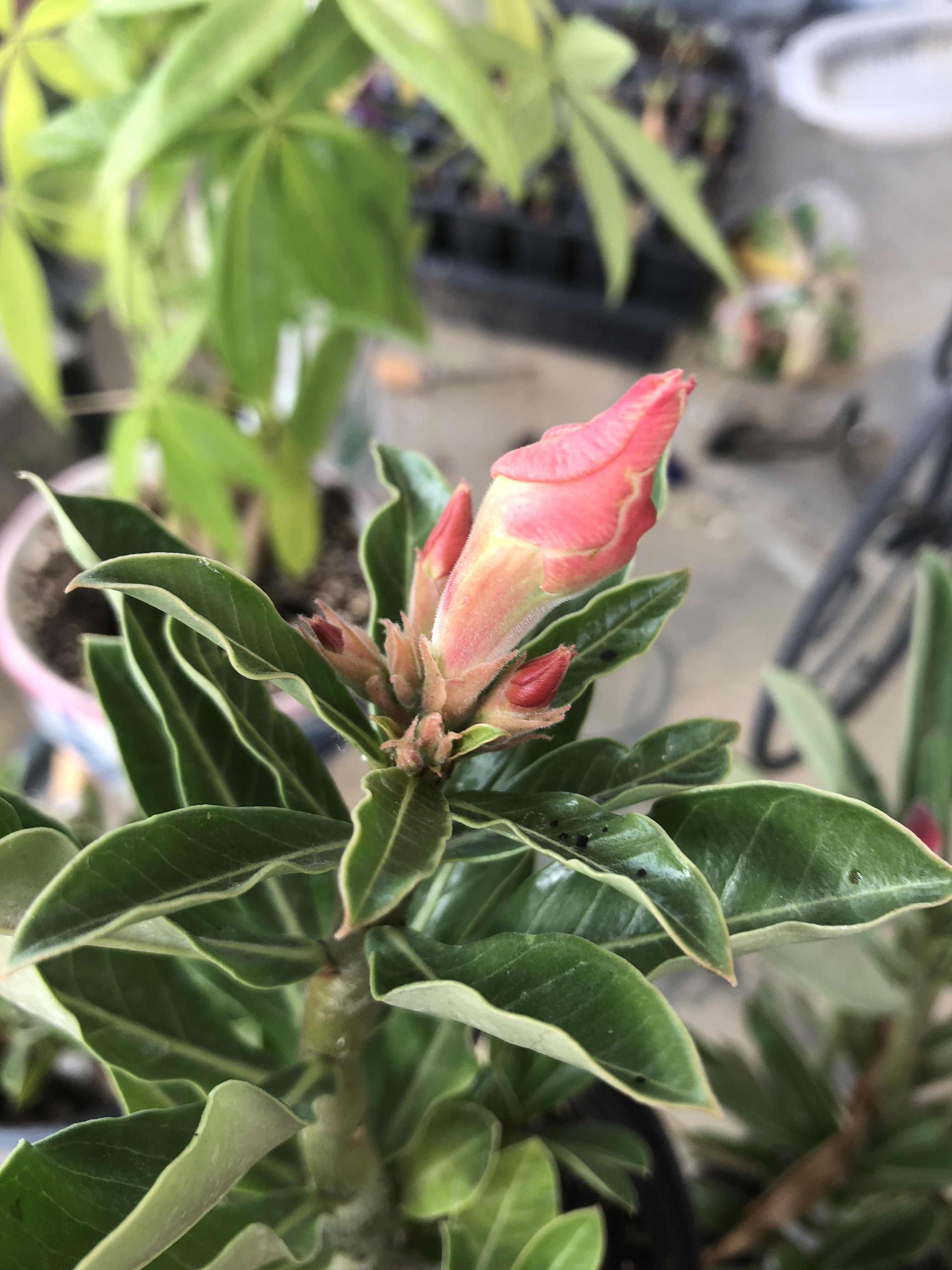 Adeniums first bloom r/Adenium