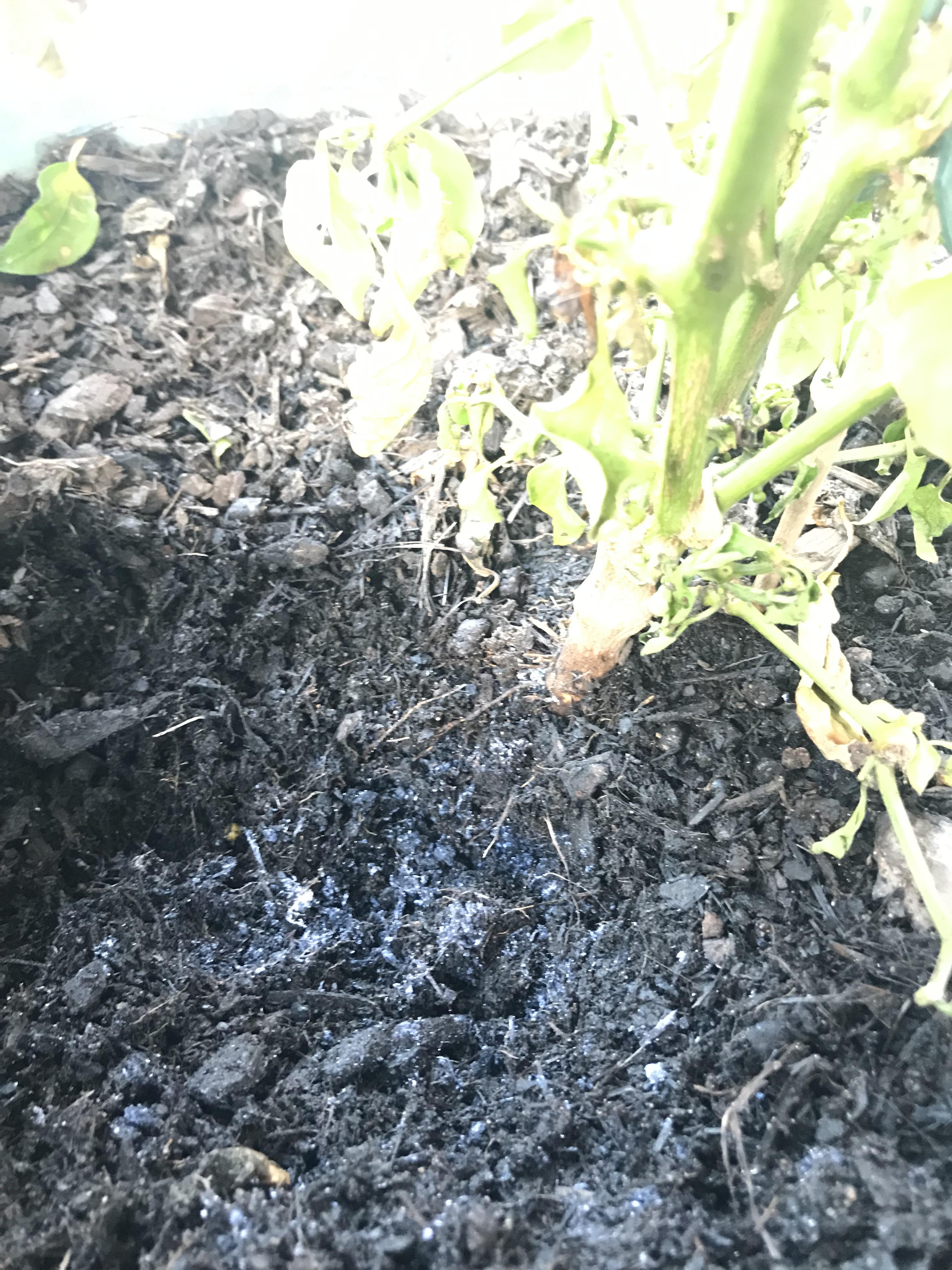 What is this and how I can cure it, it’s killing my plants ( r/gardening