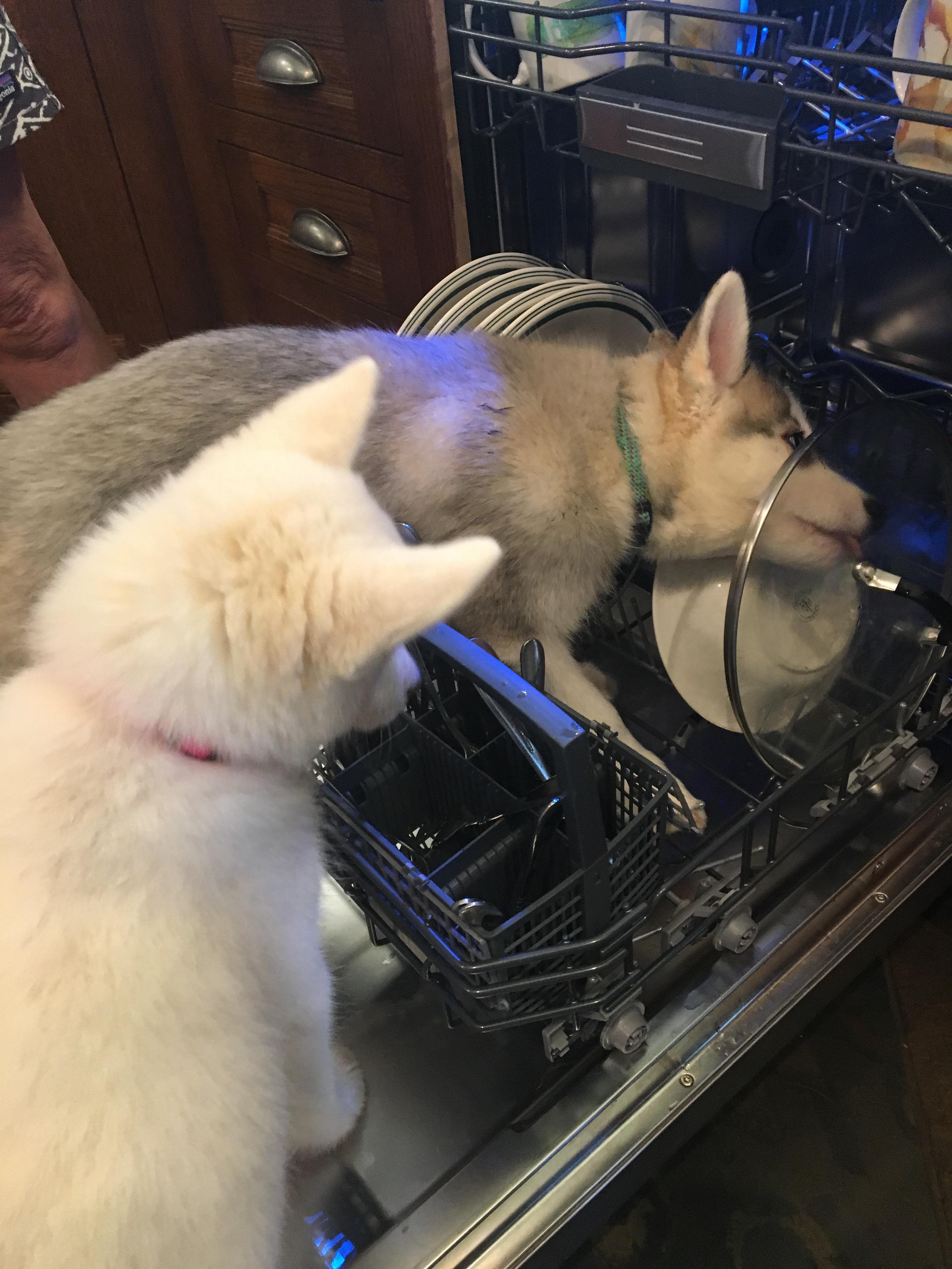 They love doing the dishes! (But only if the dishwasher hasn't run yet