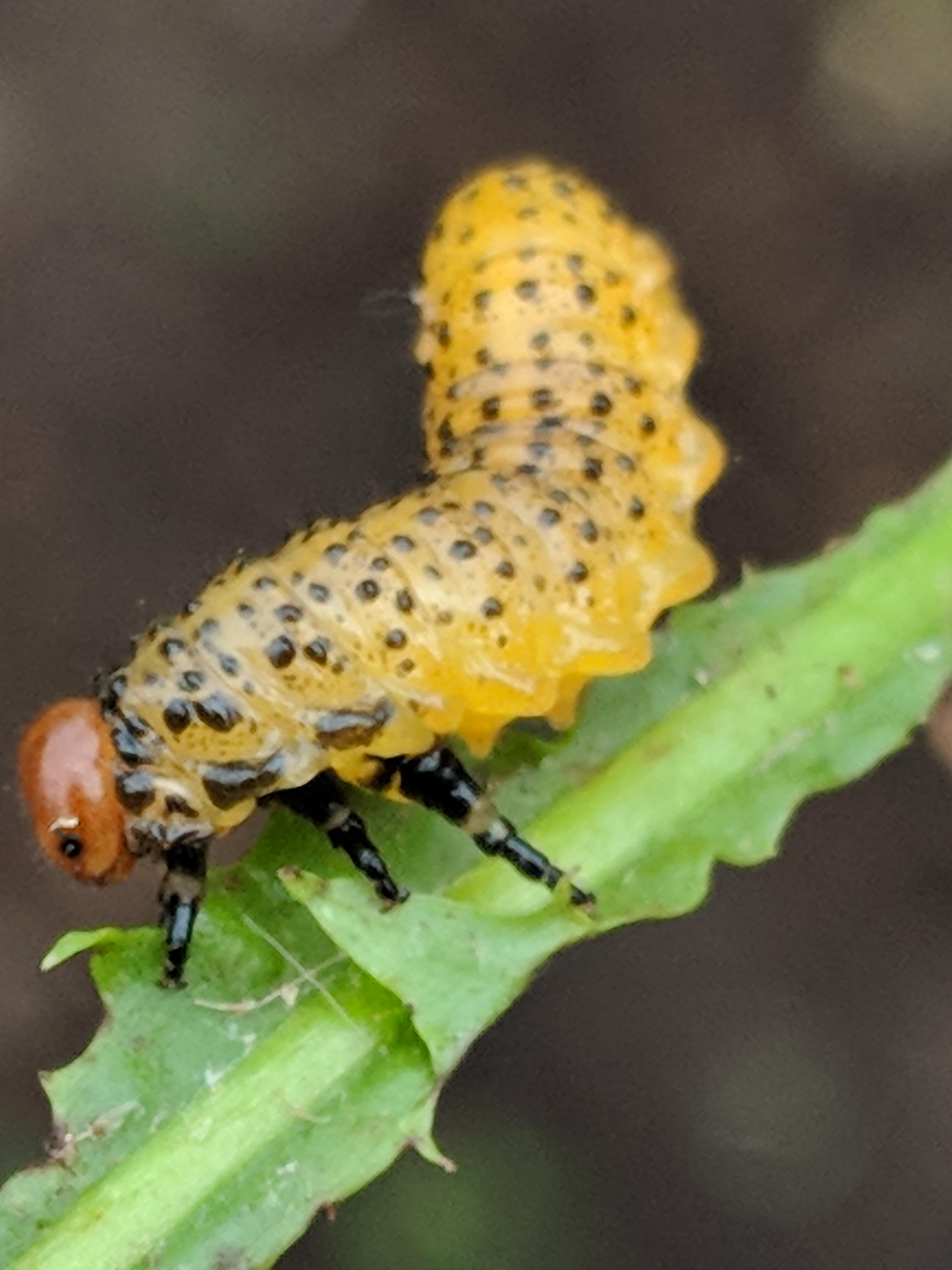 What sort of caterpillar is this? Found in northern Missouri, in late