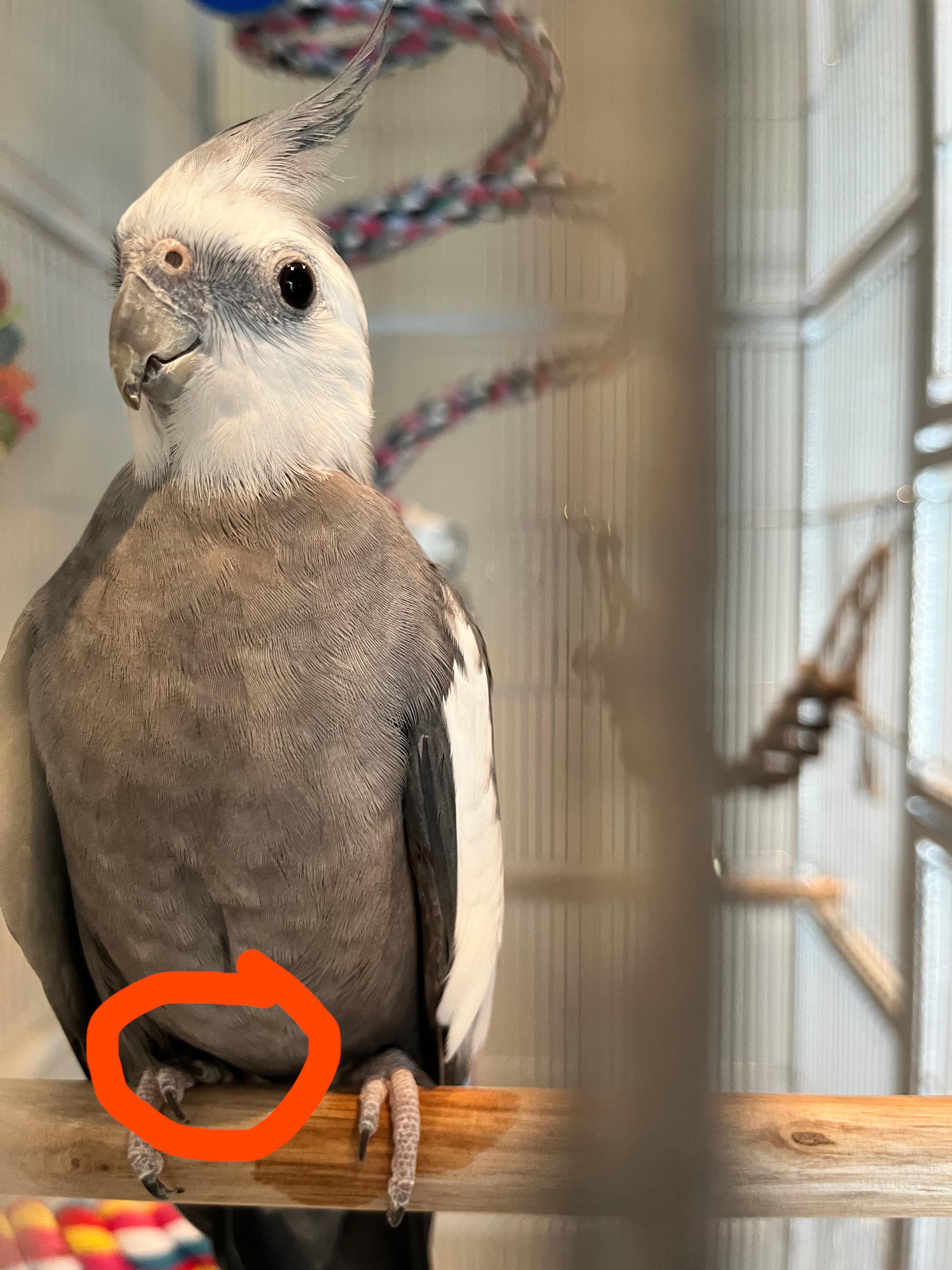 Anyone have/had a cockatiel or any other bird with a “malpositioned toe