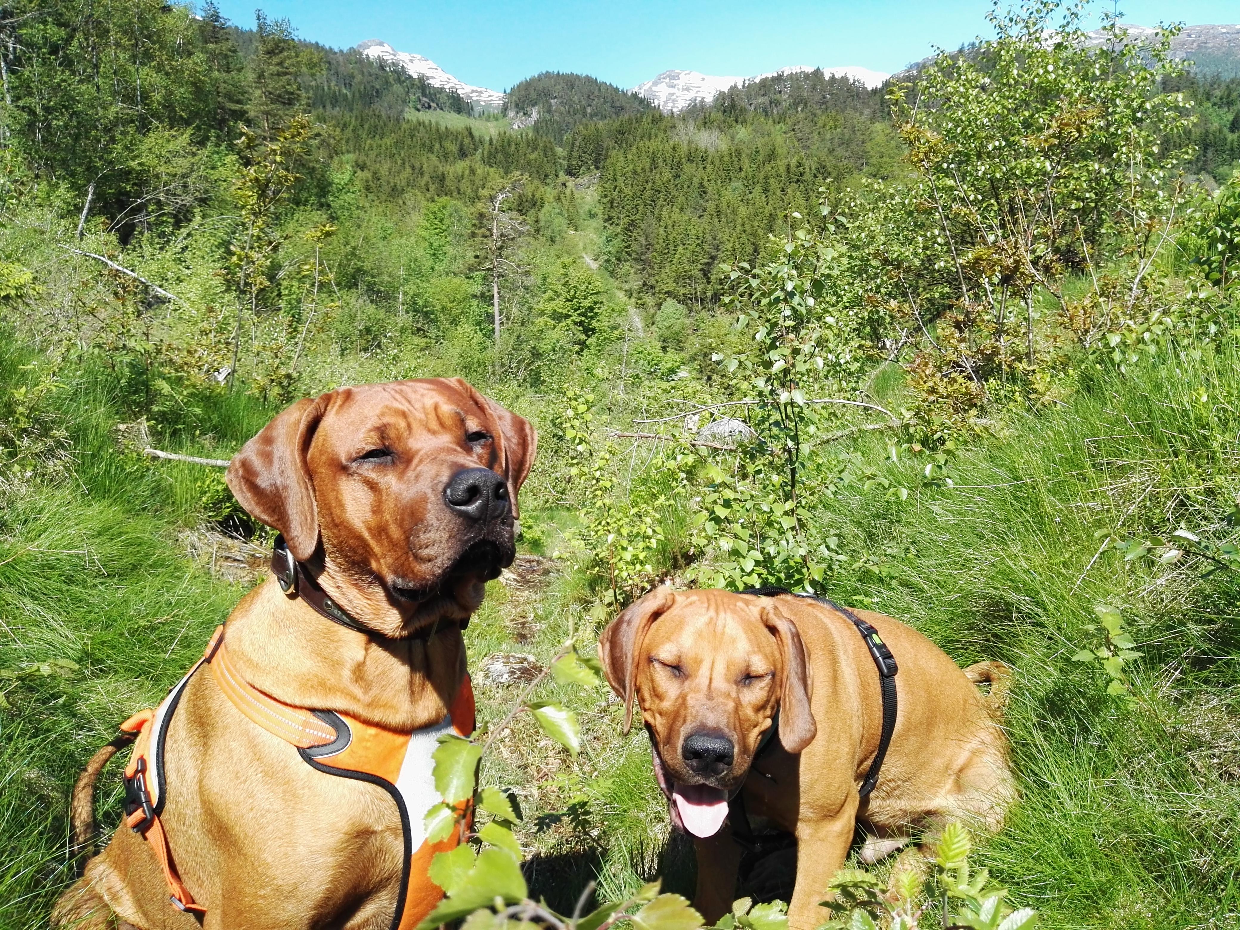 Two satisfied "brothers" in the Norwegian spring ! r/ridgebacks
