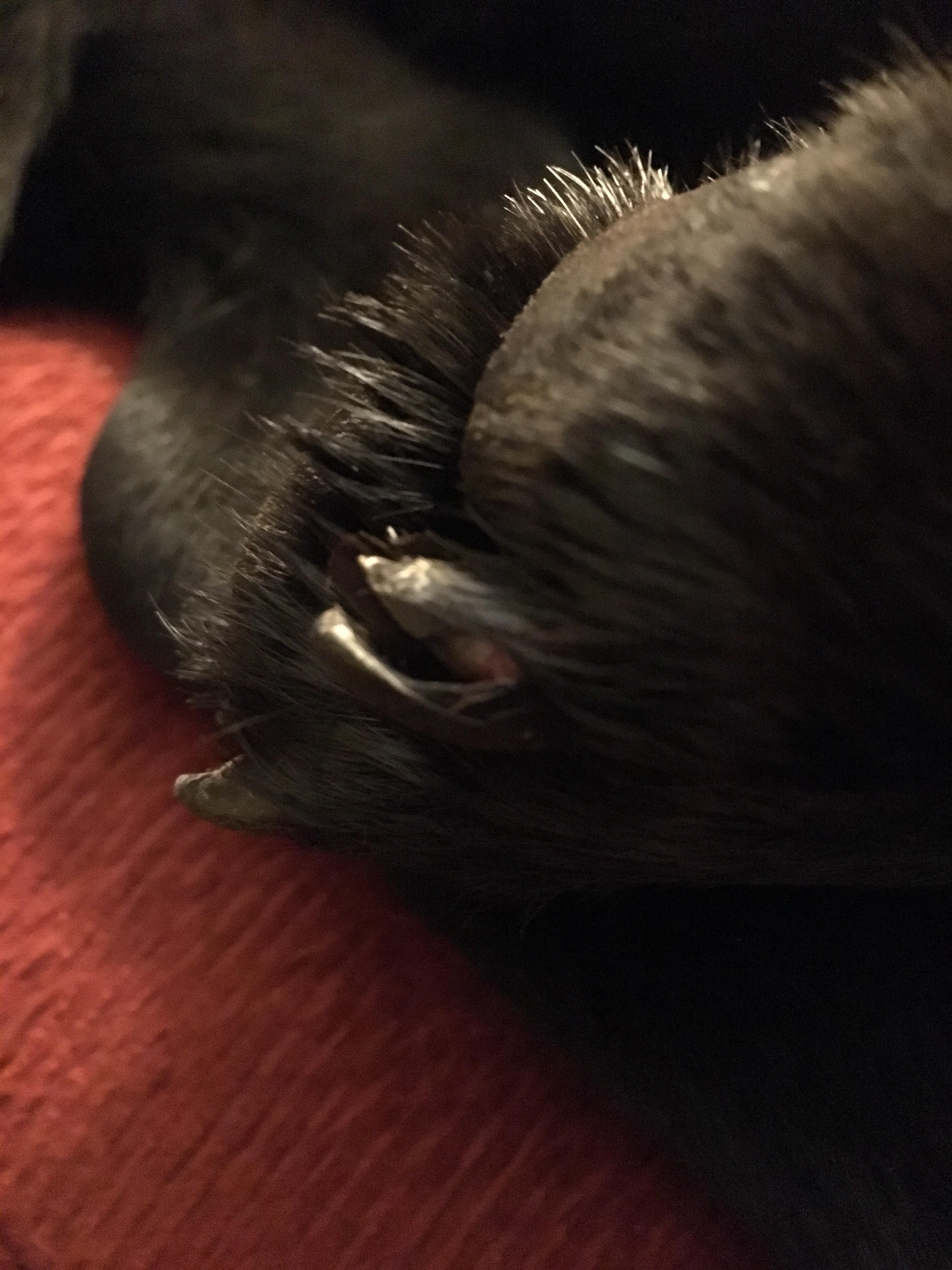 Moms dog split nail vet trip or no? r/veterinarian