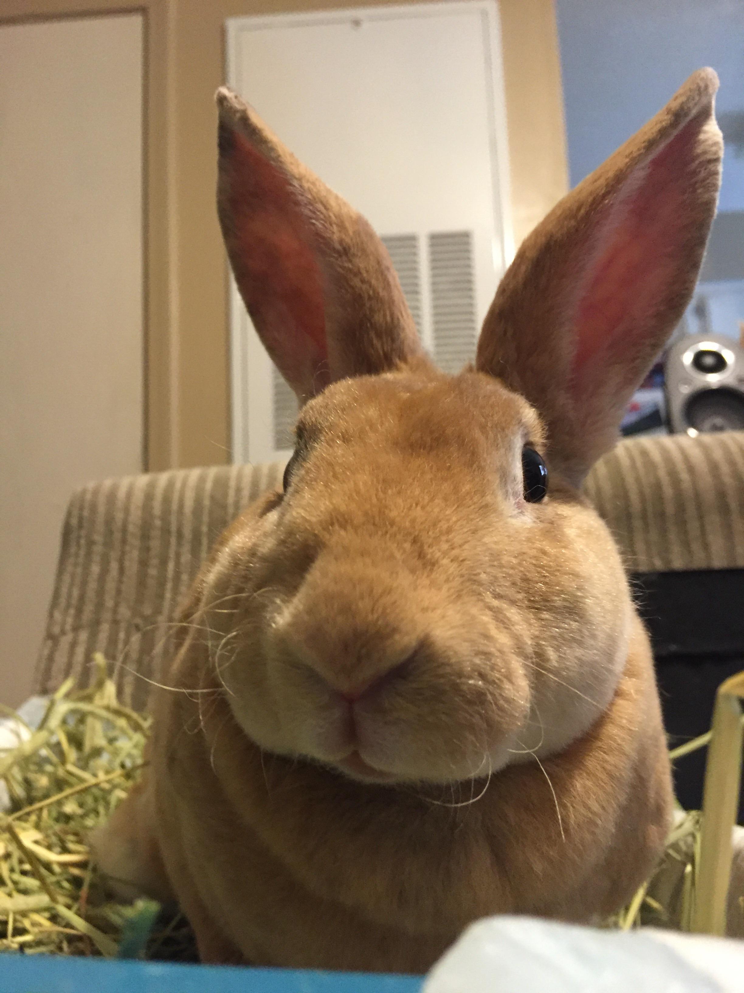 Say hi to the newest addition to our fambunly 😍 She's a tripod that we