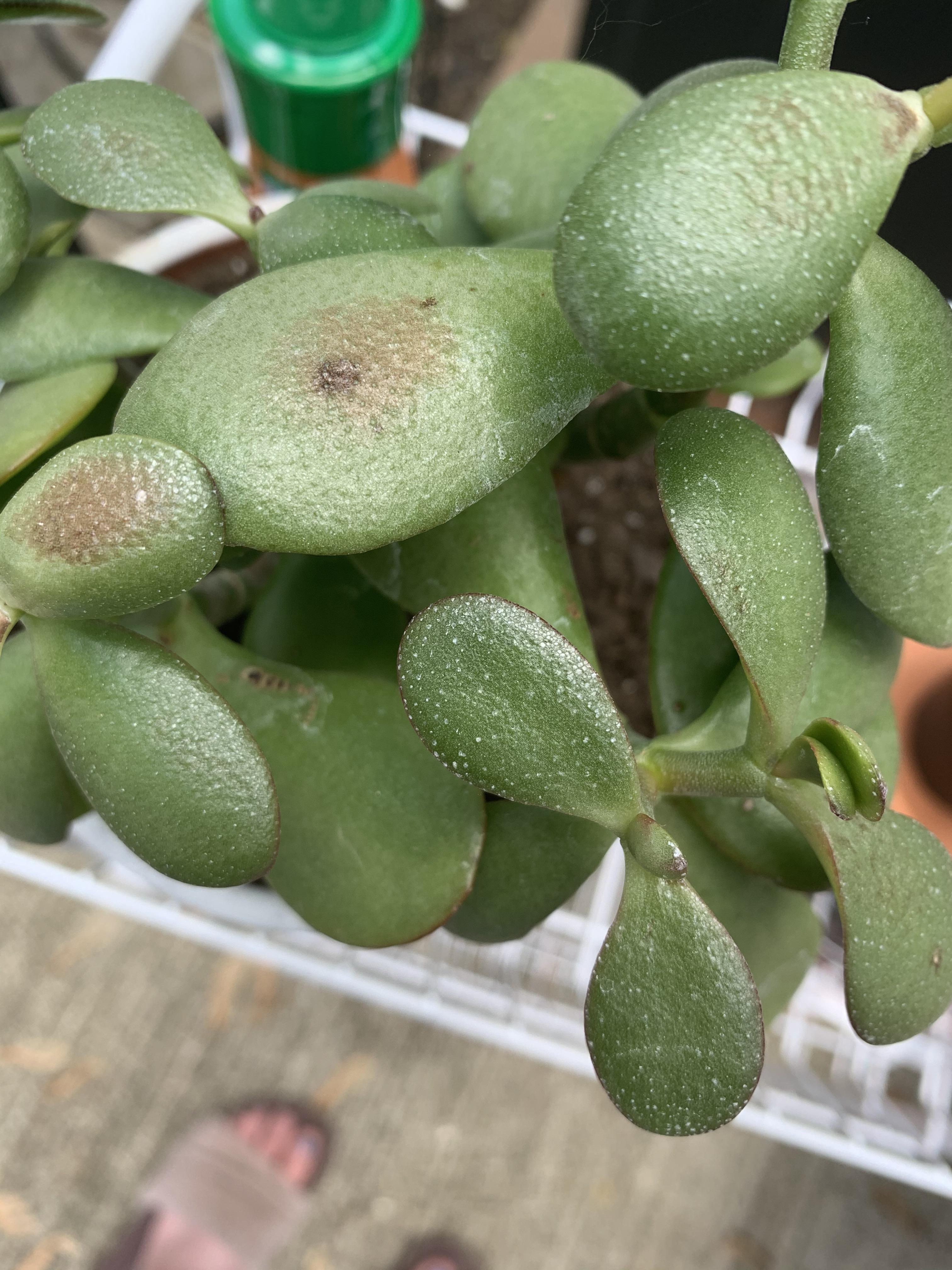 does anyone know what these means on a jade plant? none of my other